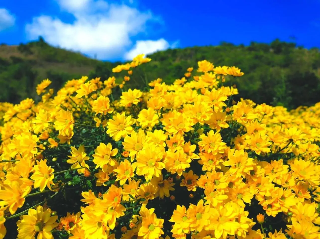 Happy House Moc Chau