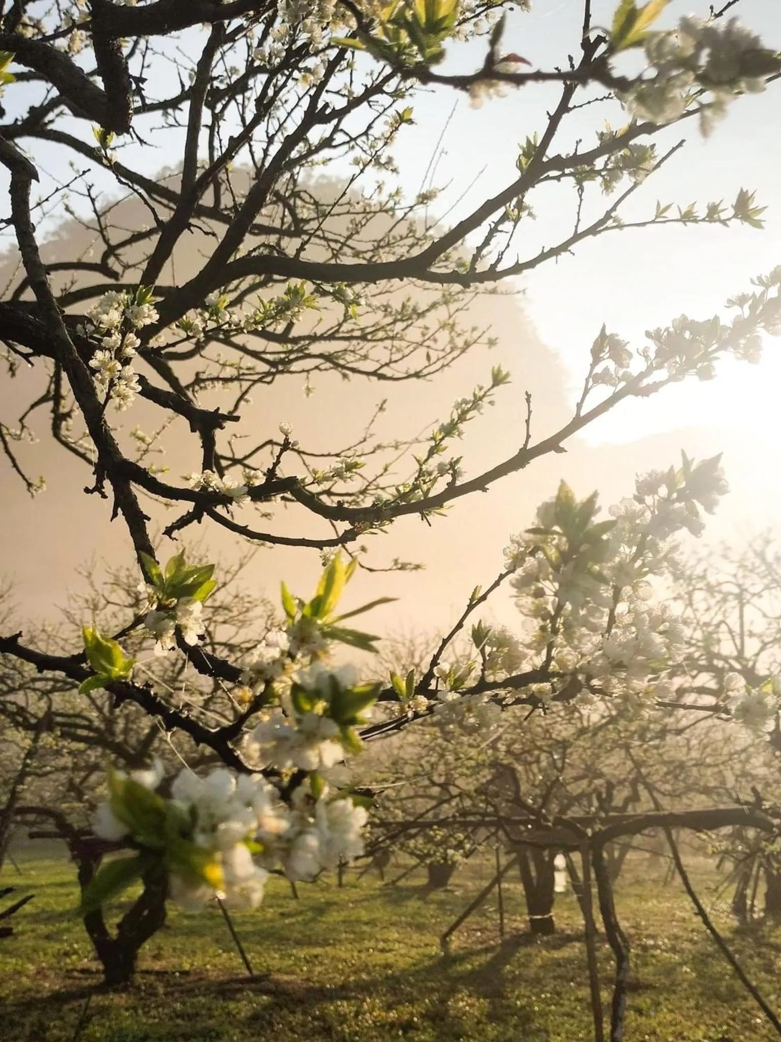 Happy House Moc Chau
