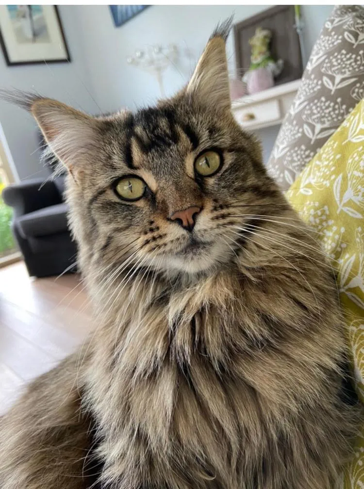 Pets in B&B Aline Florentine - adults only - Luxury B&B - Chambres d'Hôtes - Zimmer Frei