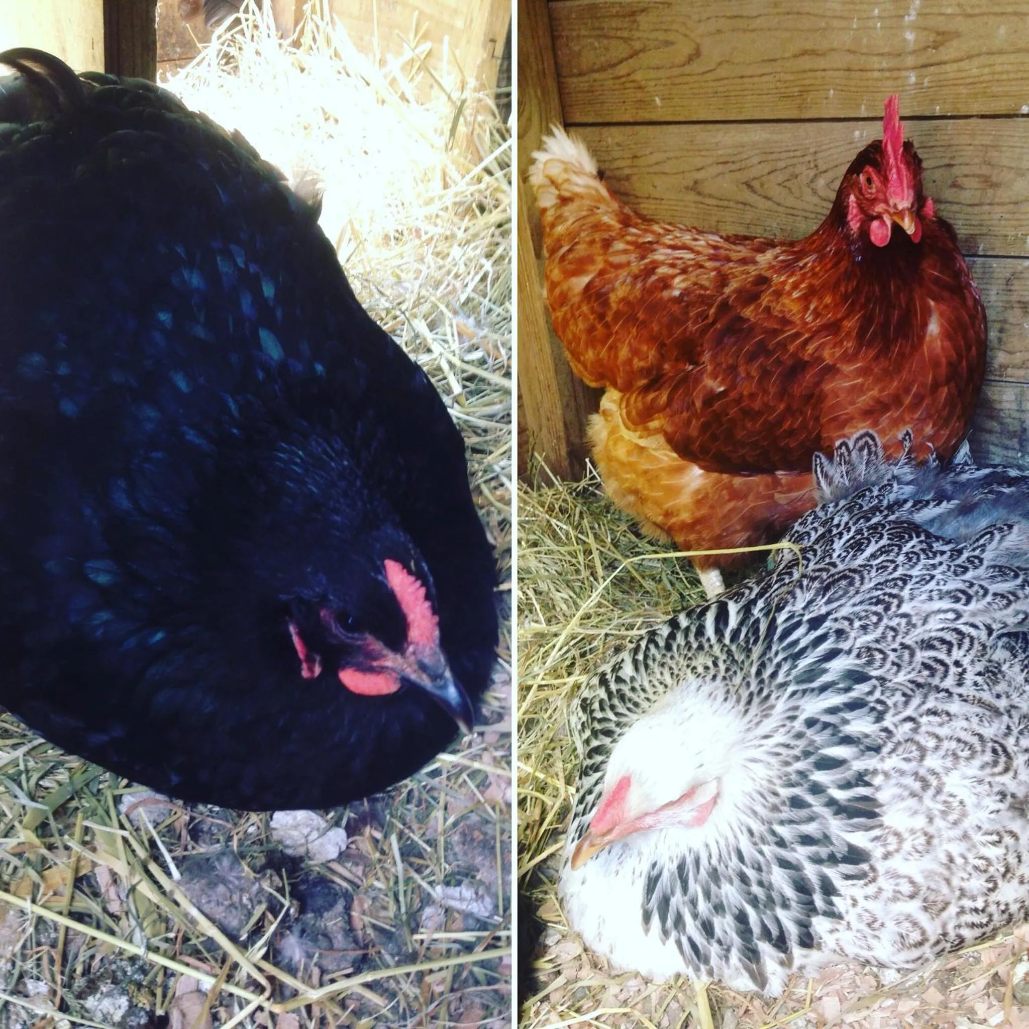 Pets in B&B Aline Florentine - adults only - Luxury B&B - Chambres d'Hôtes - Zimmer Frei