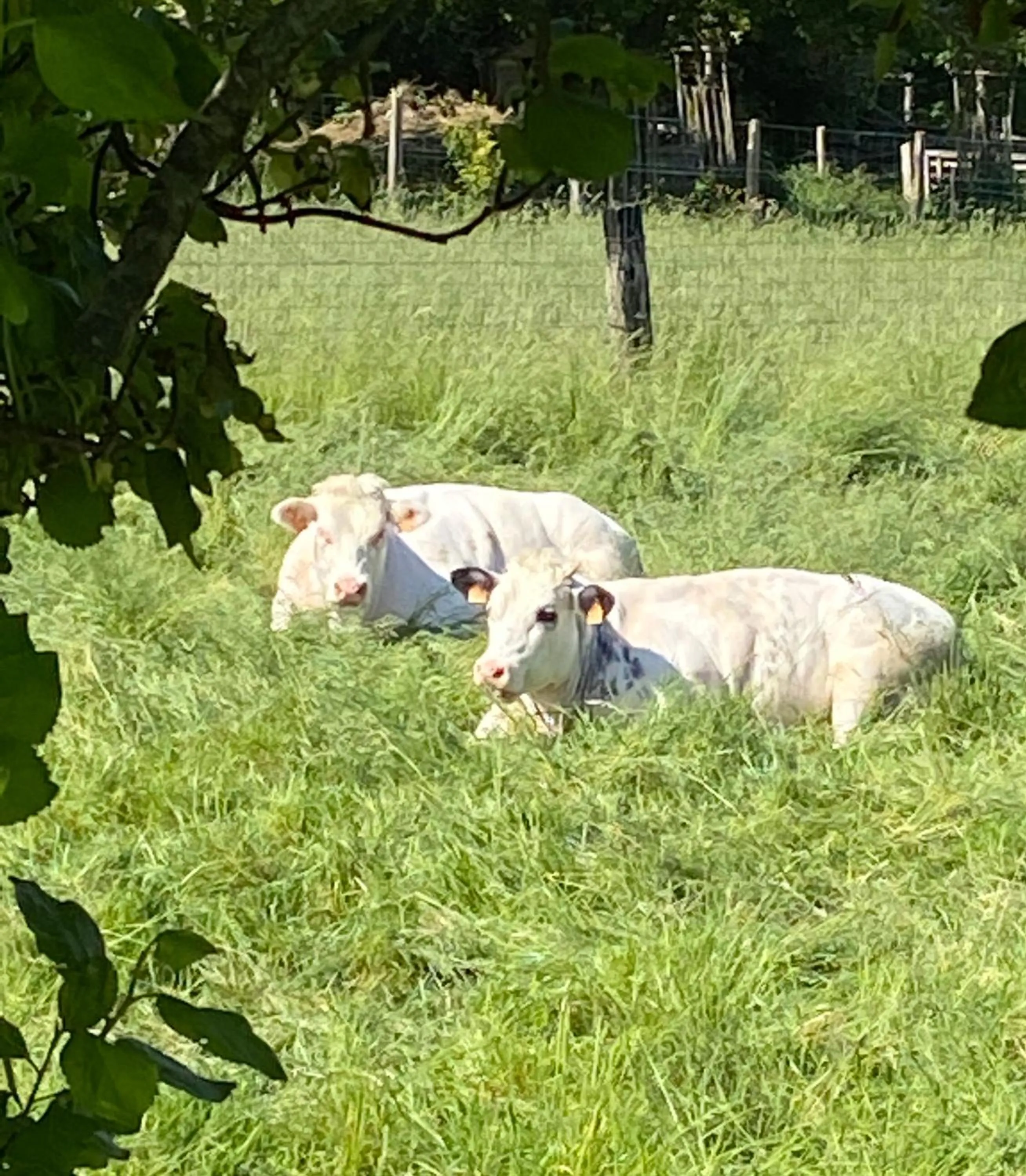 Animals in B&B Aline Florentine - adults only - Luxury B&B - Chambres d'Hôtes - Zimmer Frei