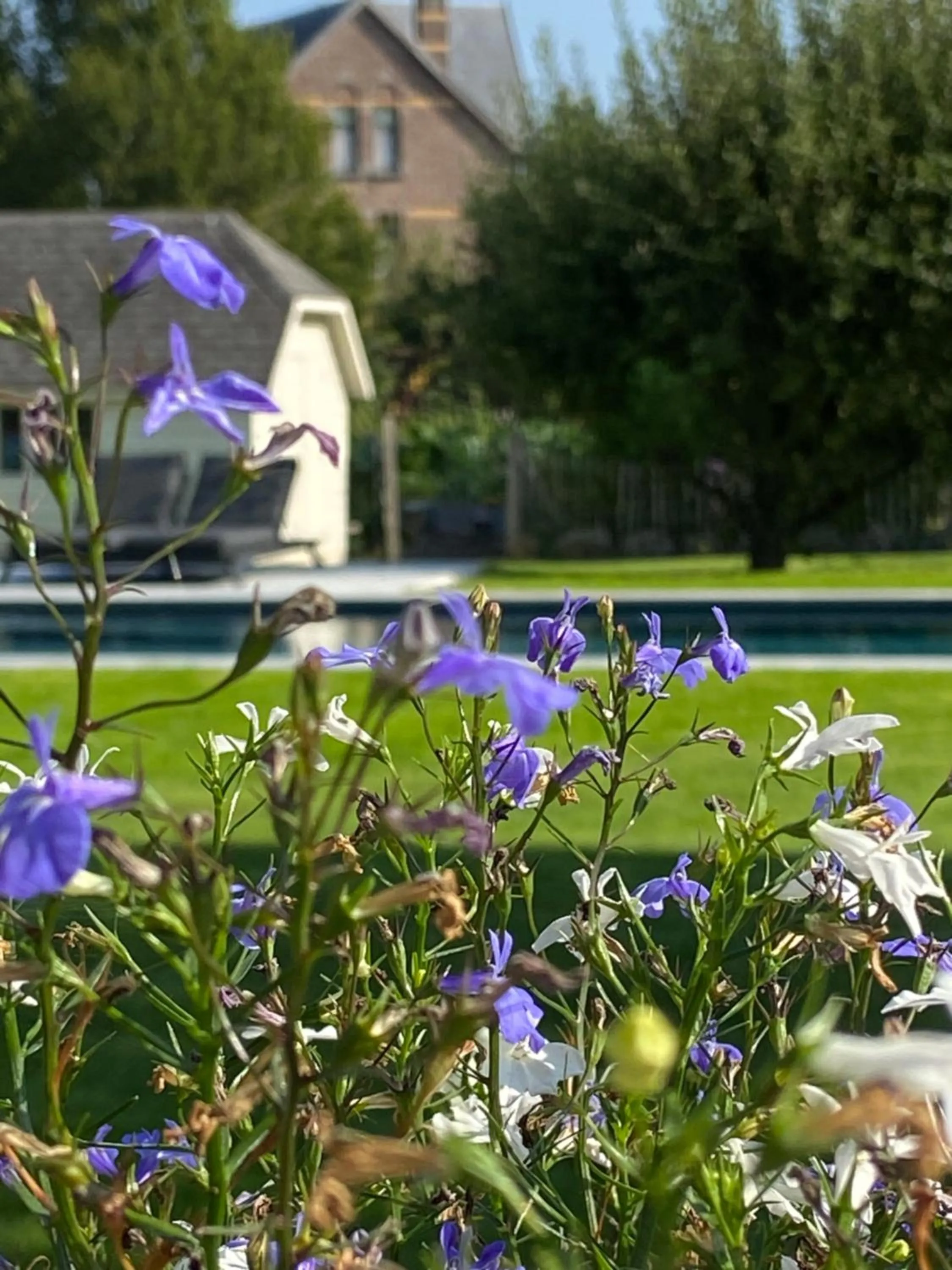 Garden in B&B Aline Florentine - adults only - Luxury B&B - Chambres d'Hôtes - Zimmer Frei