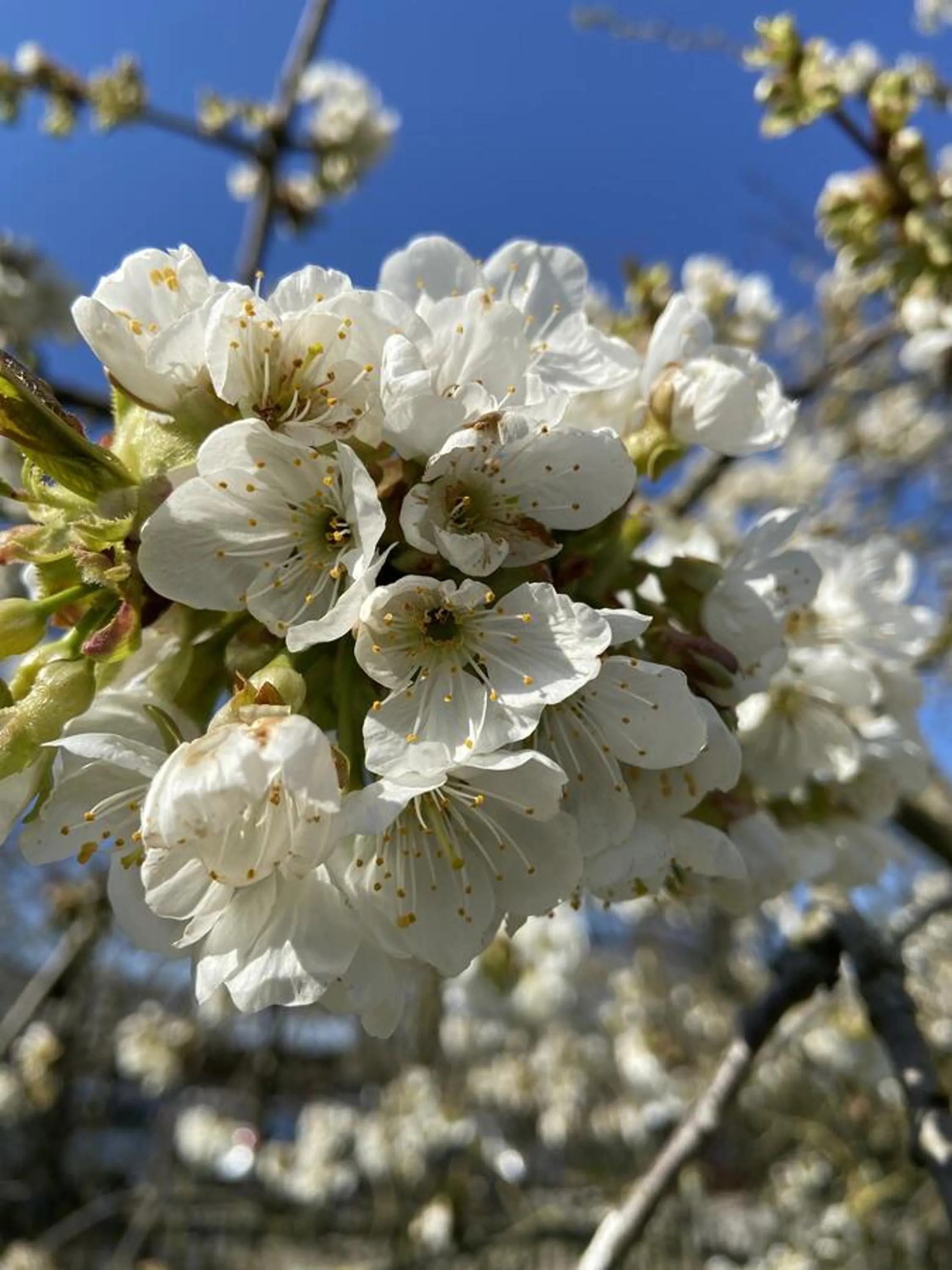 Garden in B&B Aline Florentine - adults only - Luxury B&B - Chambres d'Hôtes - Zimmer Frei