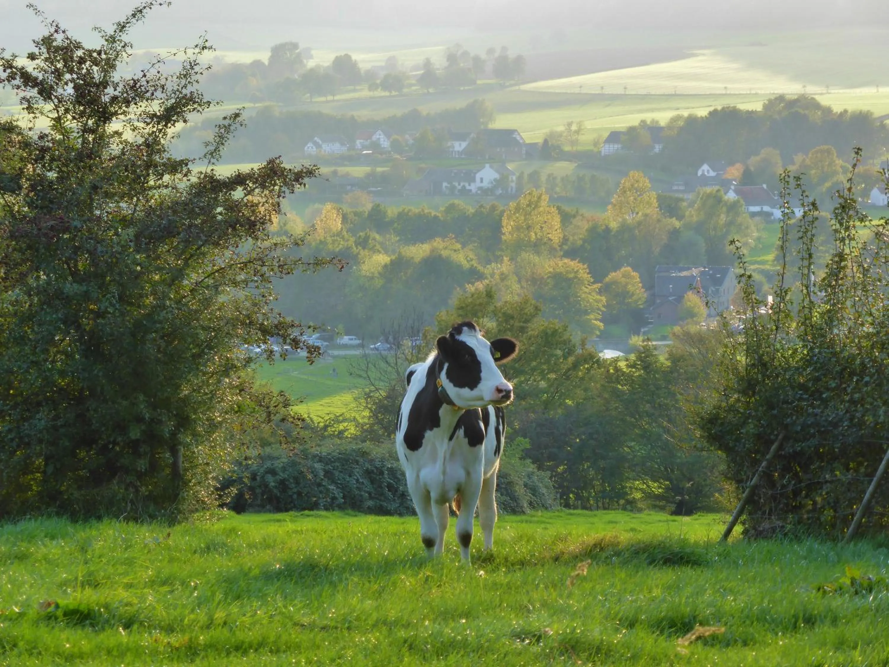Natural landscape in Hotel Lamerichs
