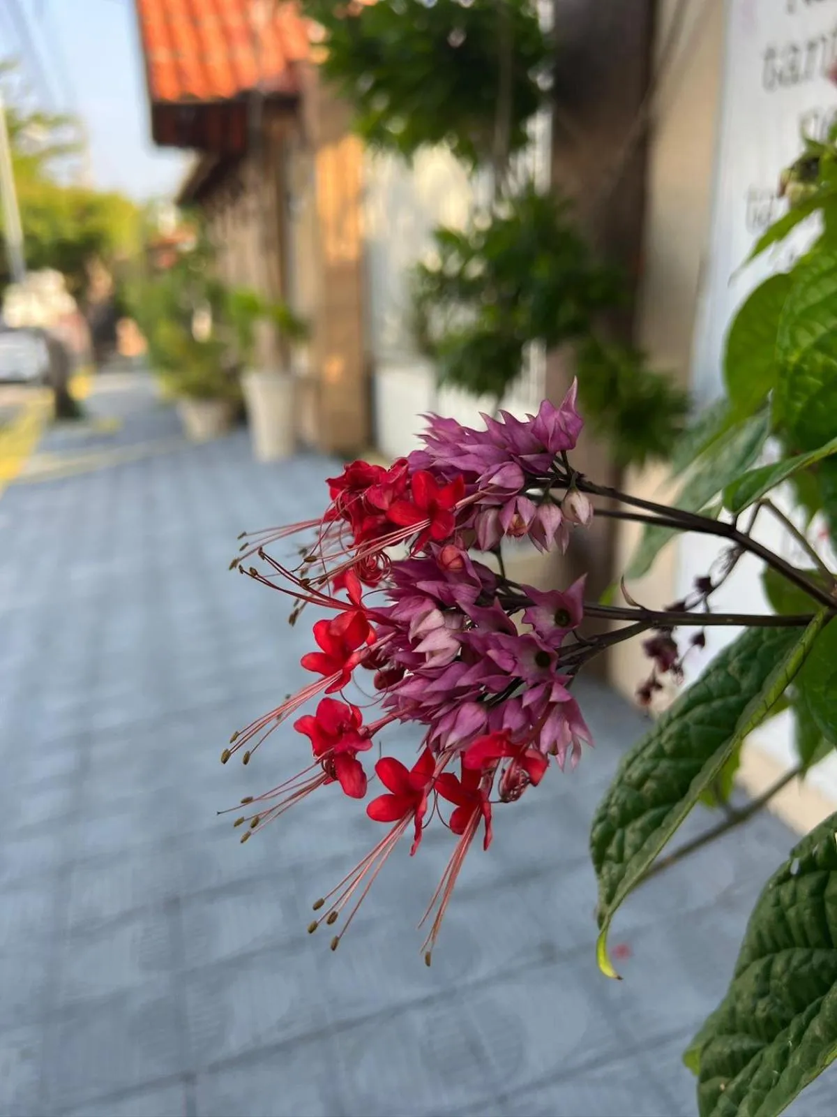 Facade/entrance in Pousada Flor Dália