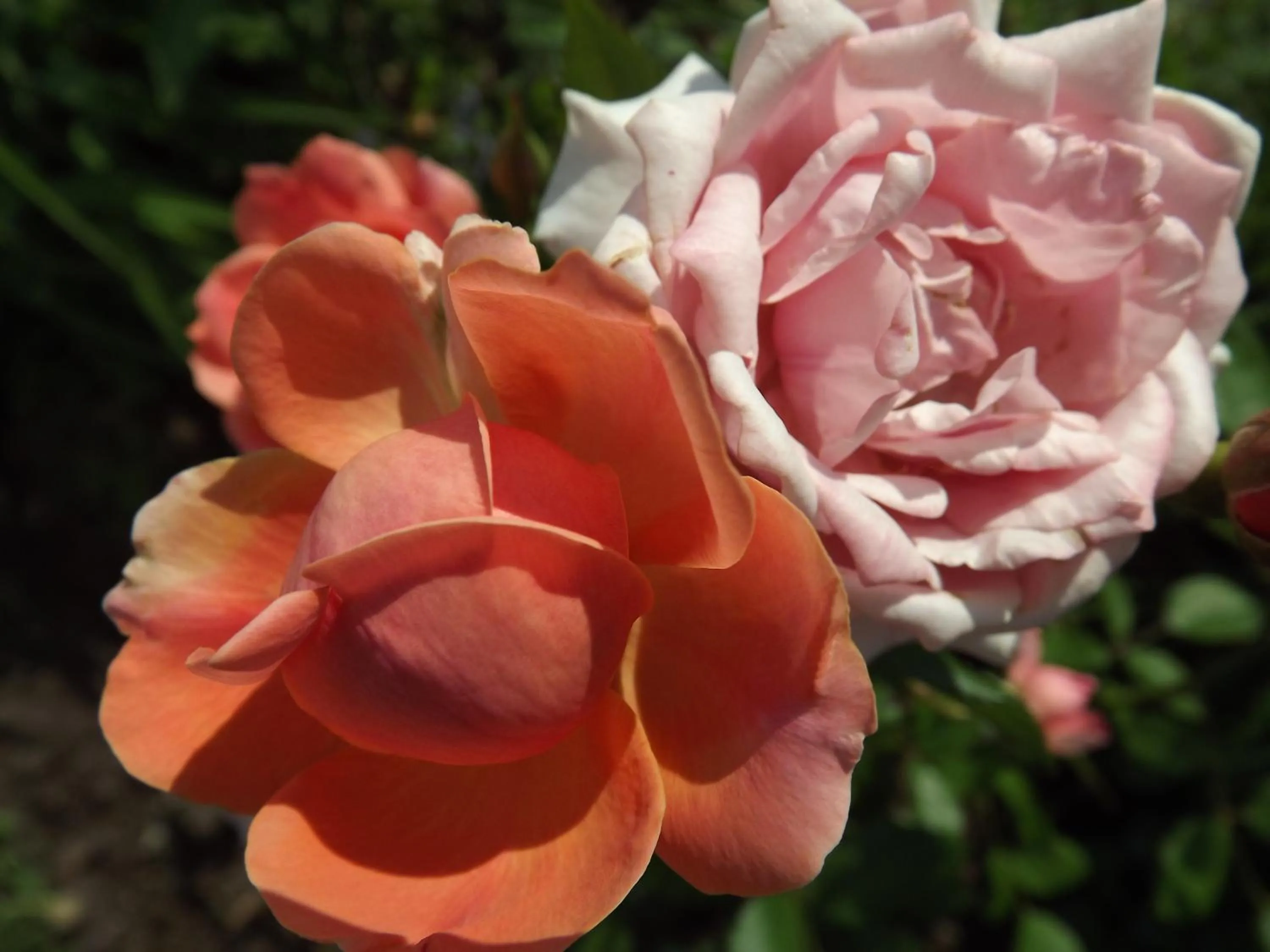 Natural landscape in Crest Country Inn
