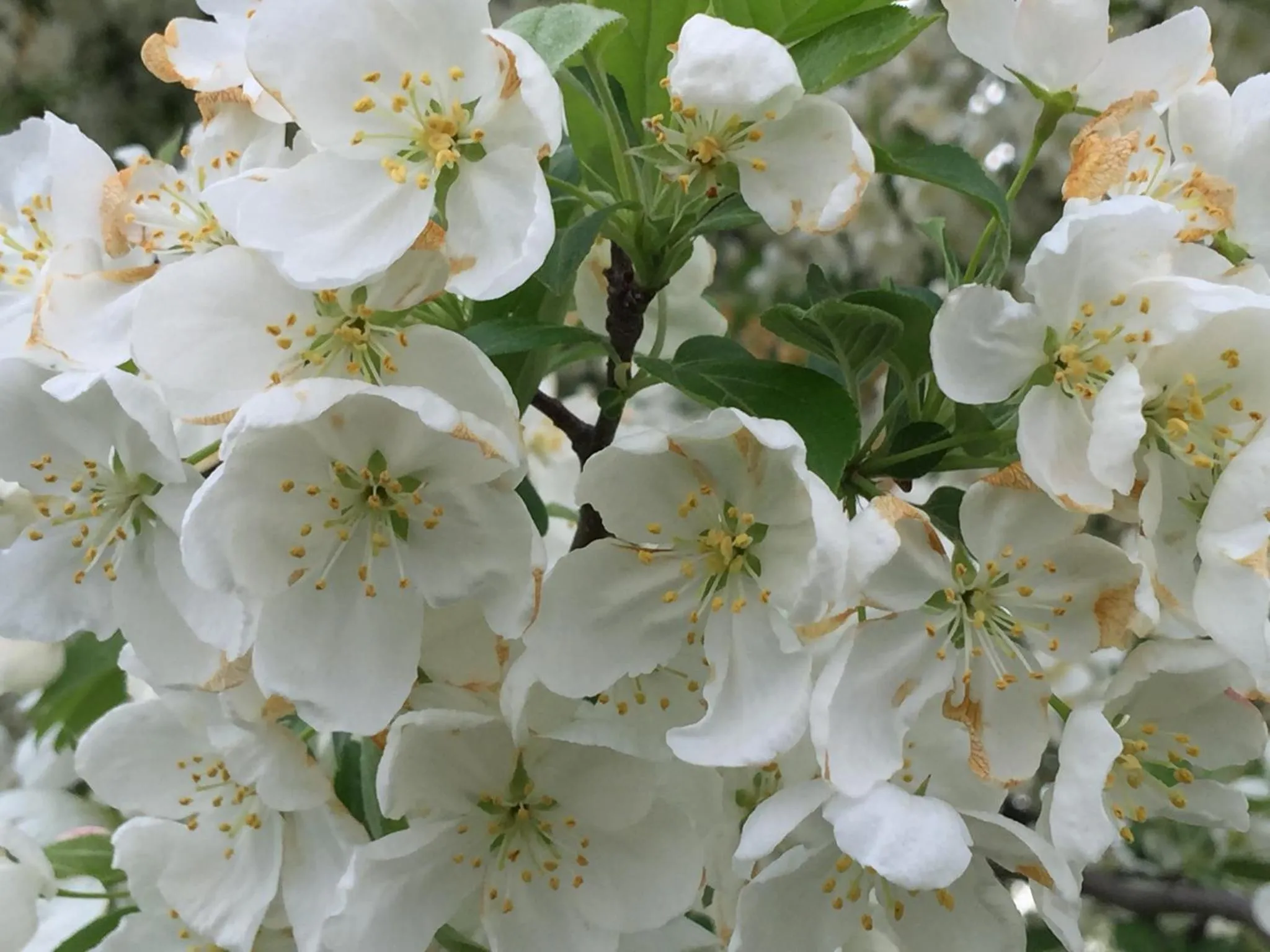 Spring in Crest Country Inn