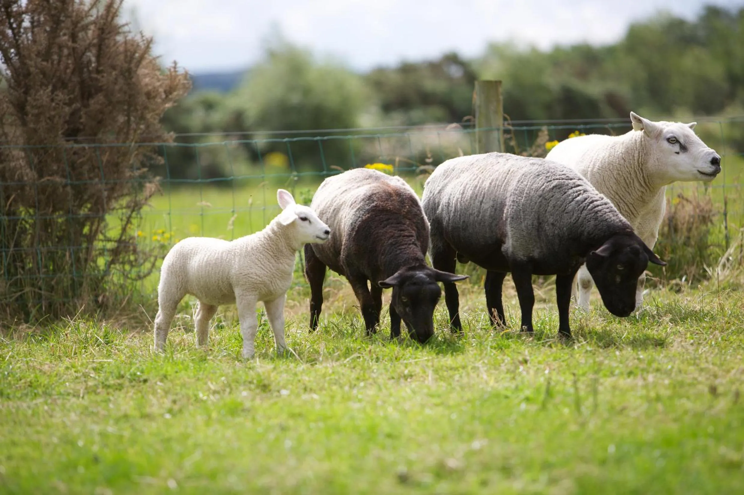 Animals in Riversdale Country House