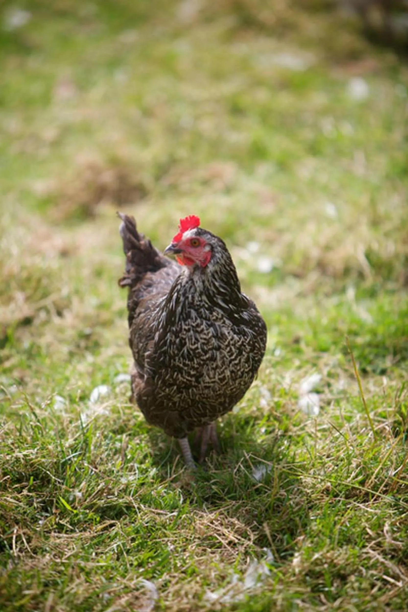 Animals in Riversdale Country House
