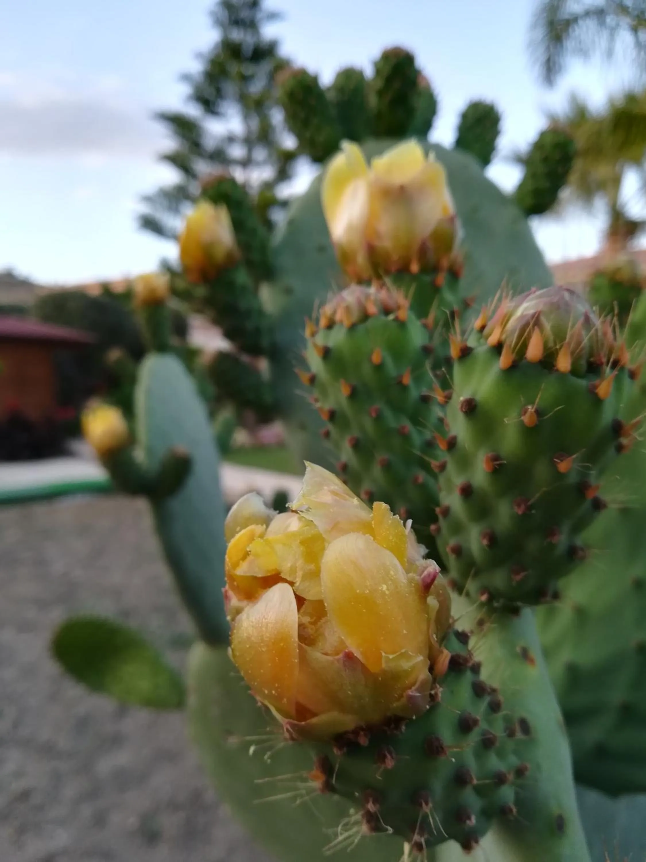 Garden in Villa Concordia