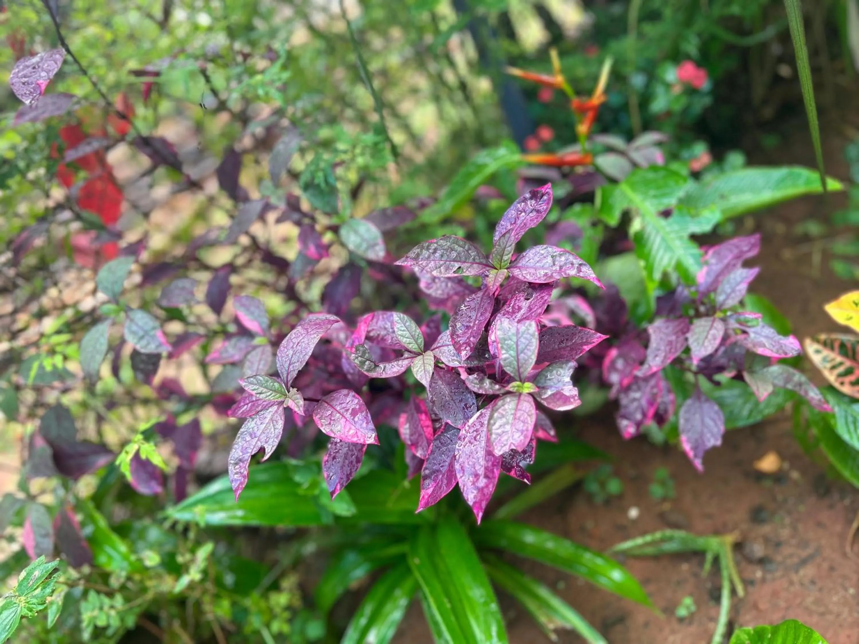 Garden in The Last Stop Backpackers Hostel
