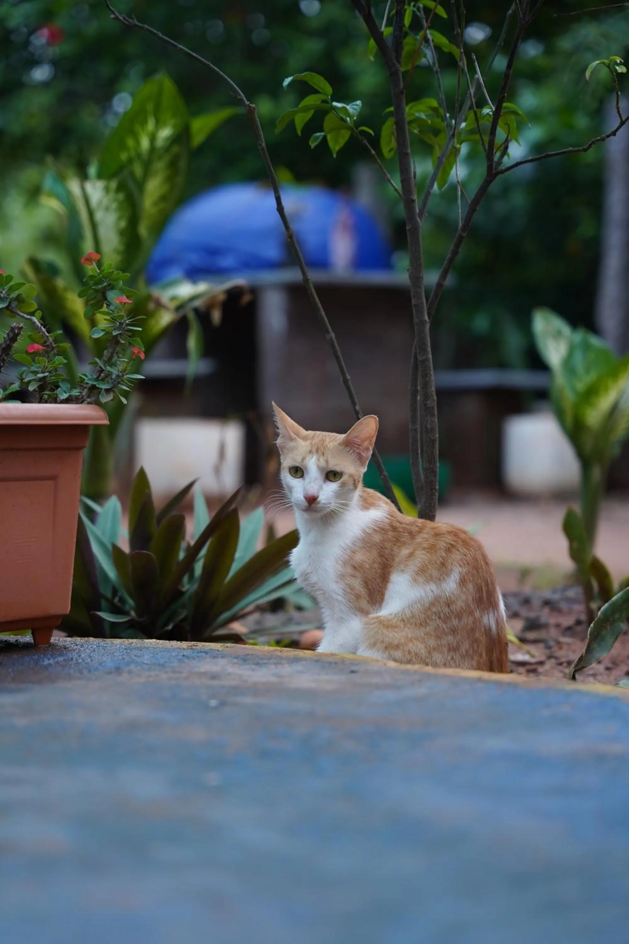 Pets in The Last Stop Backpackers Hostel