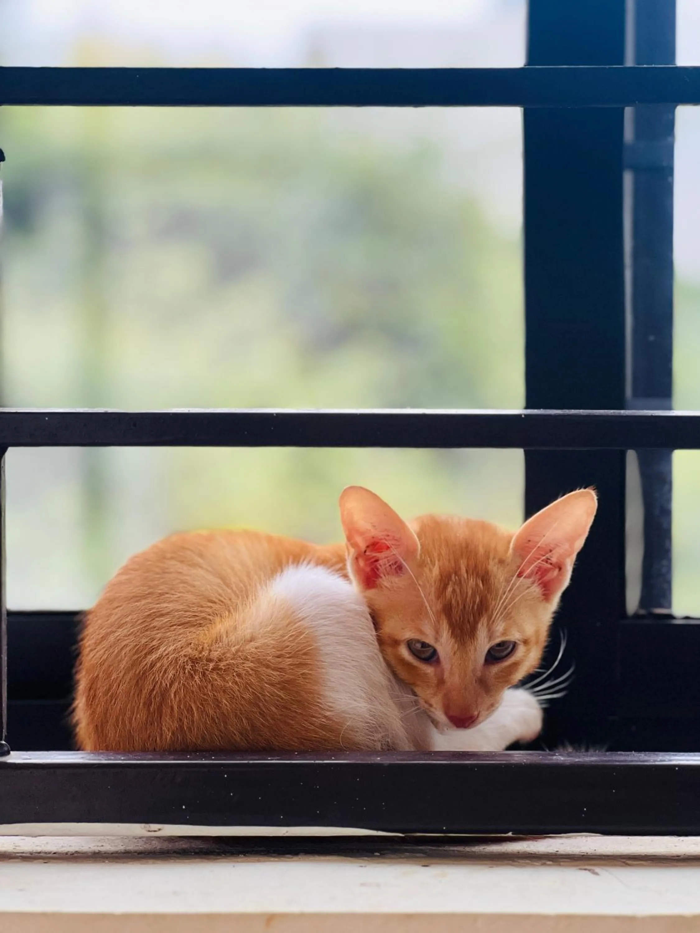 Pets in The Last Stop Backpackers Hostel