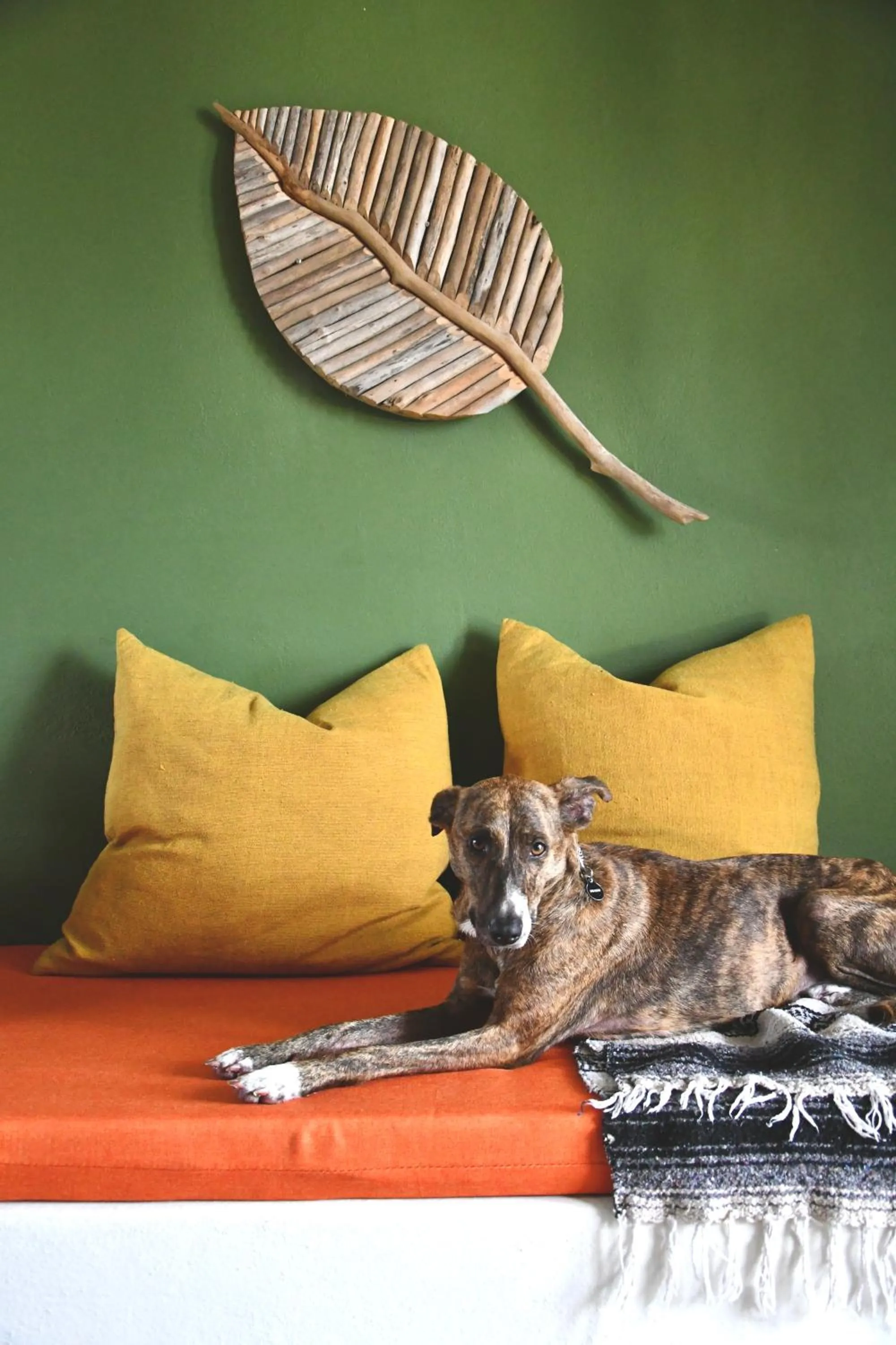 Pets in Tal Vez Boutique Hotel