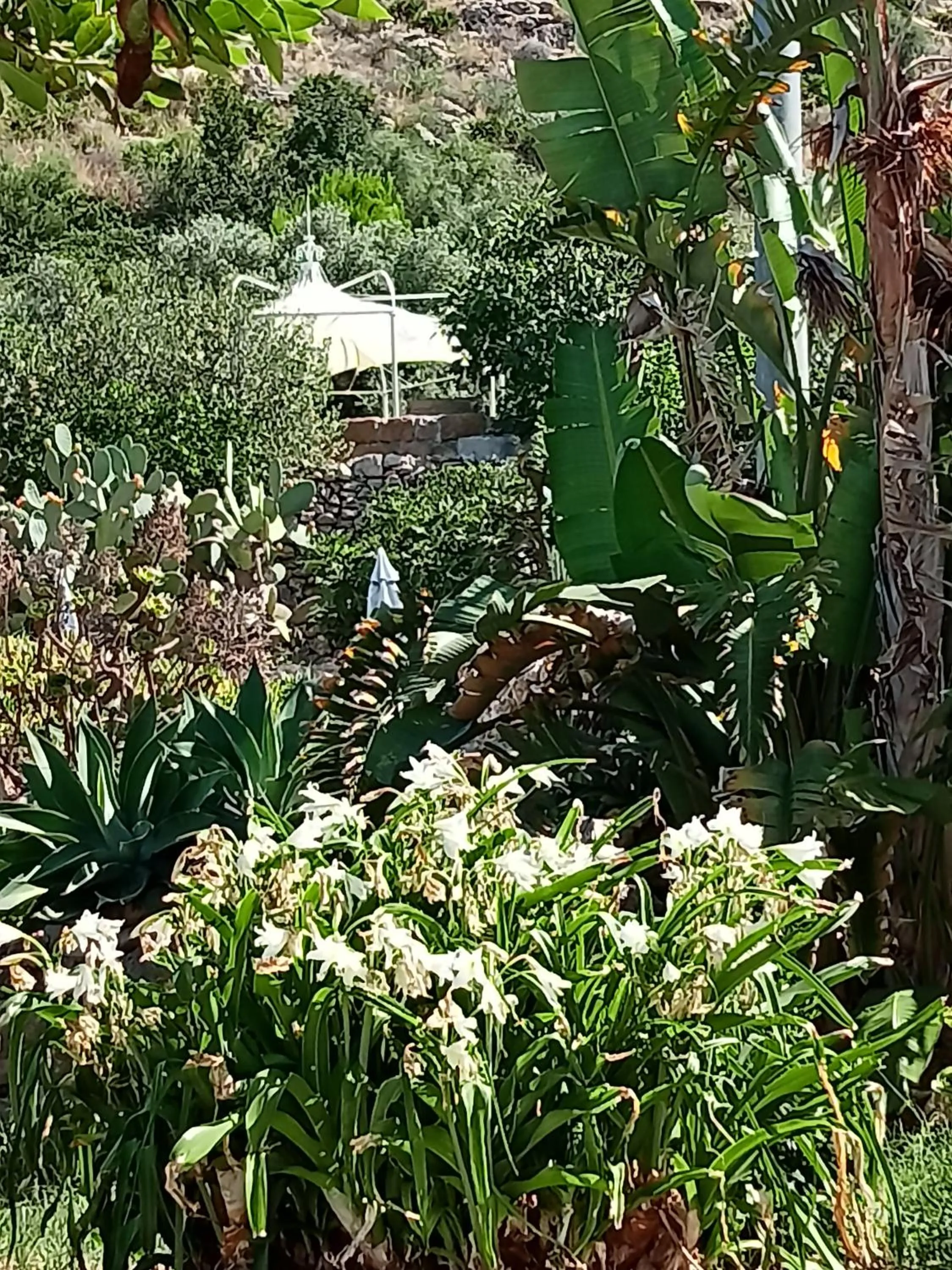 Garden in Villa Paladino Solunto