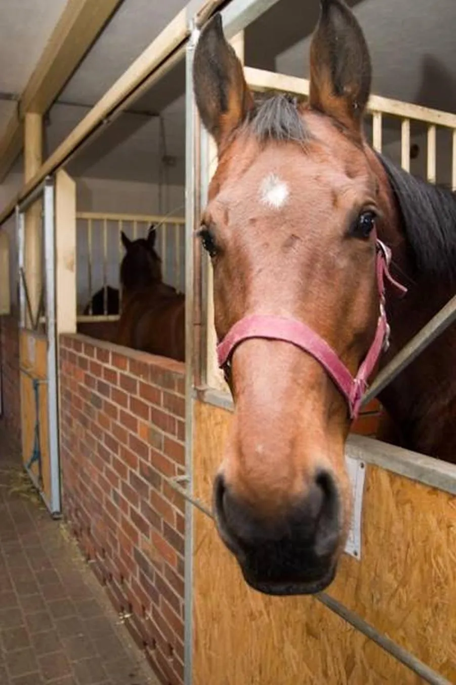 Natural landscape in Hotel i Restauracja Borowianka