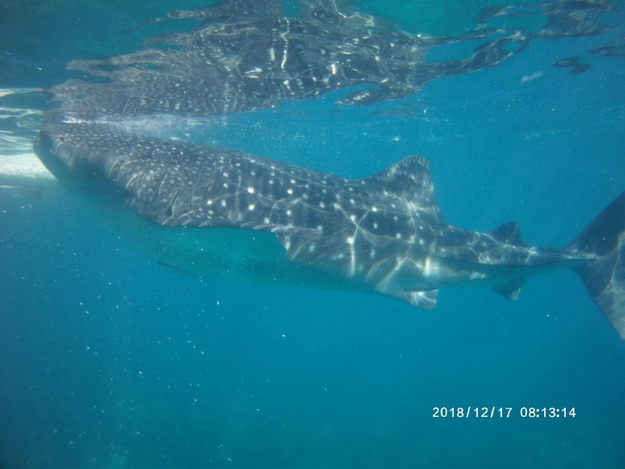 Activities in Sascha's Resort Oslob