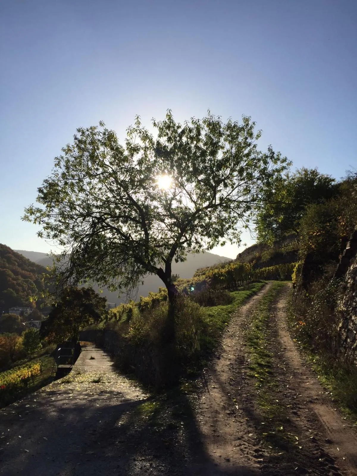 Hiking in Hotel Gasthof Schuster und Gästehaus