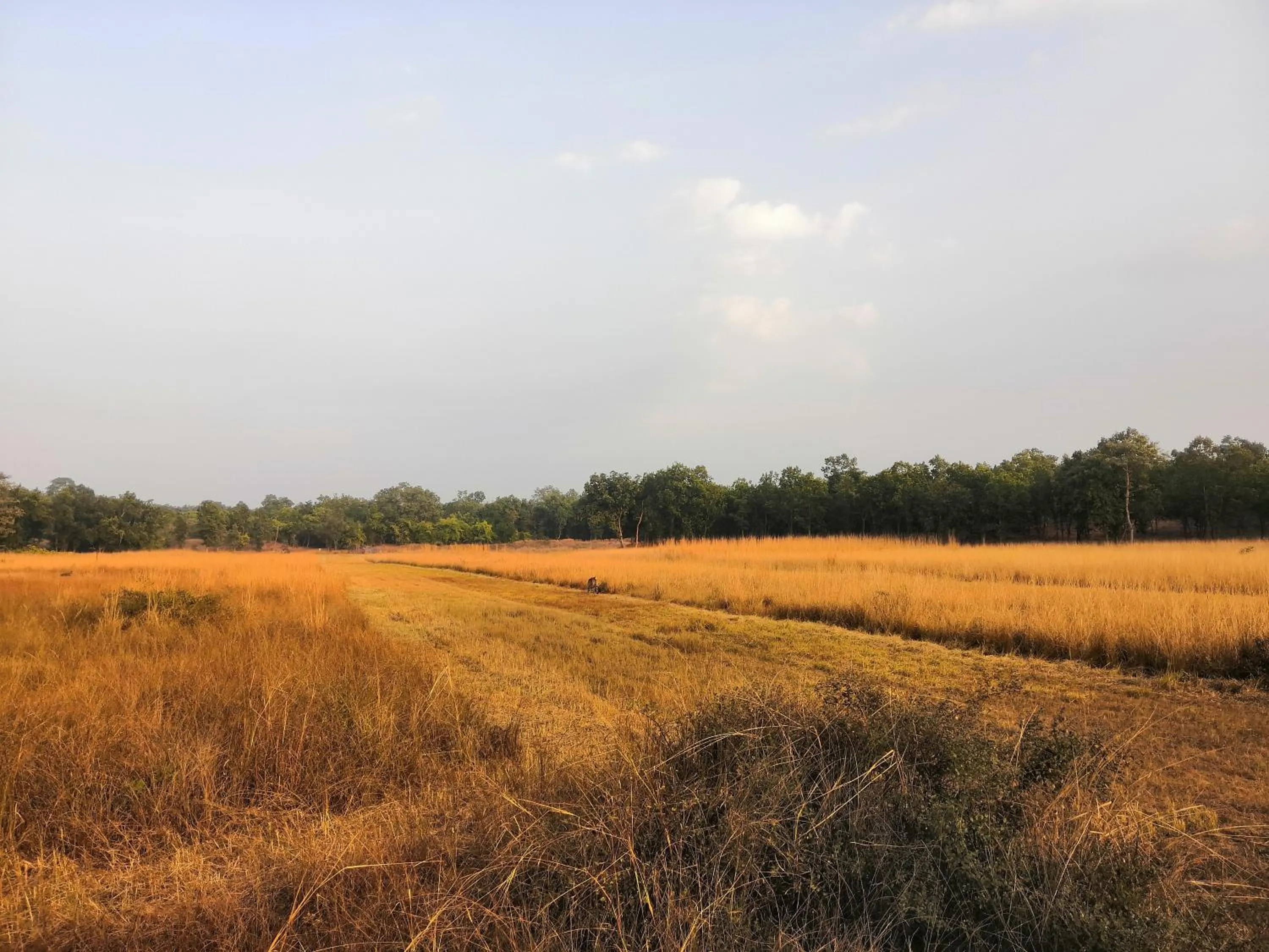 Natural landscape in Bandhavgarh Jungle Lodge