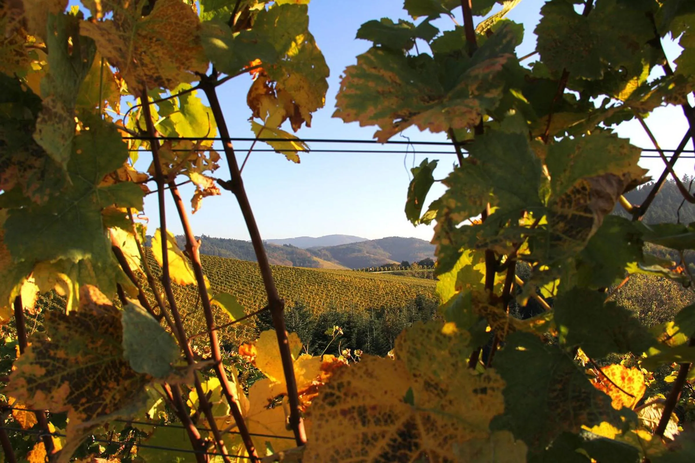 Day in Pflugwirts Hotel und Gasthaus