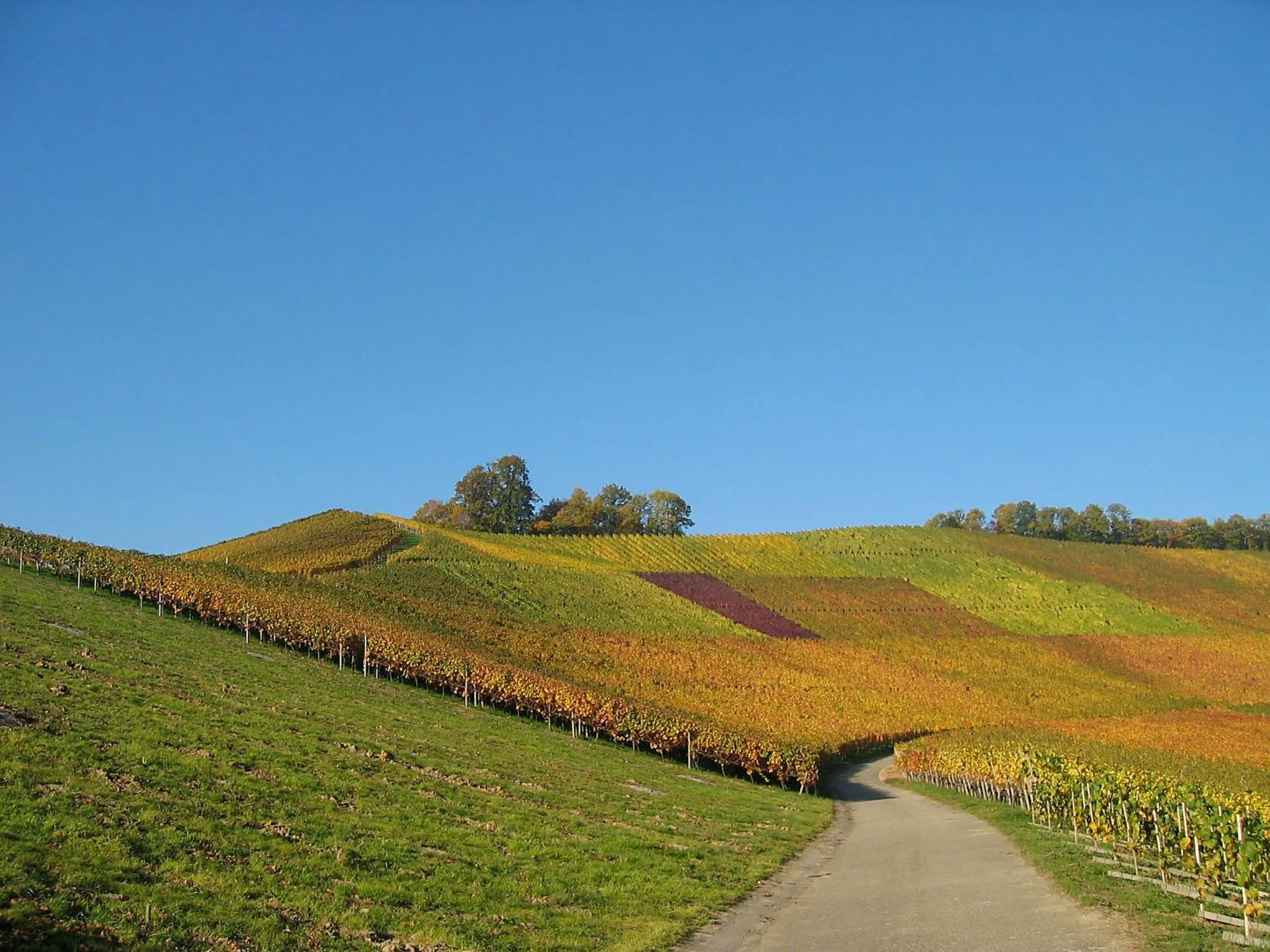 Day in Pflugwirts Hotel und Gasthaus
