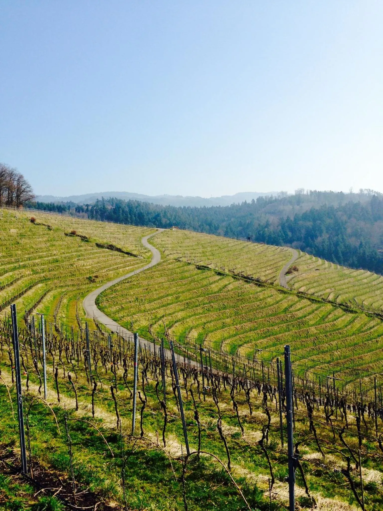 Day in Pflugwirts Hotel und Gasthaus