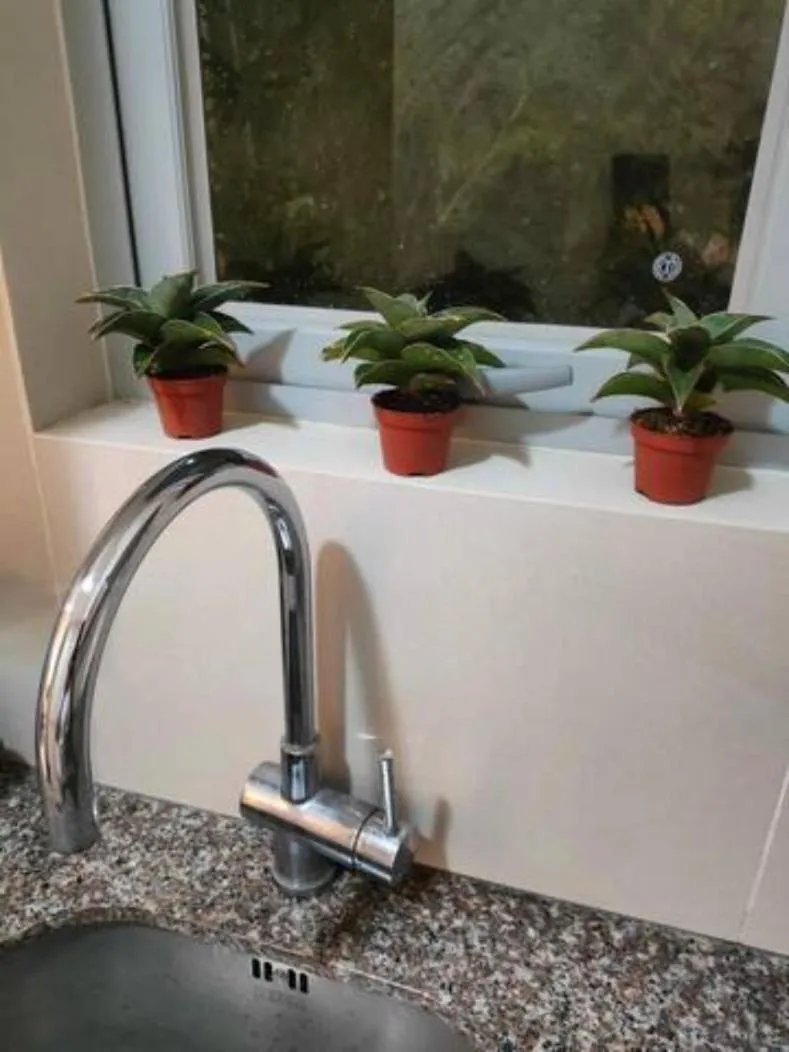 The Verdin at Maple Grove