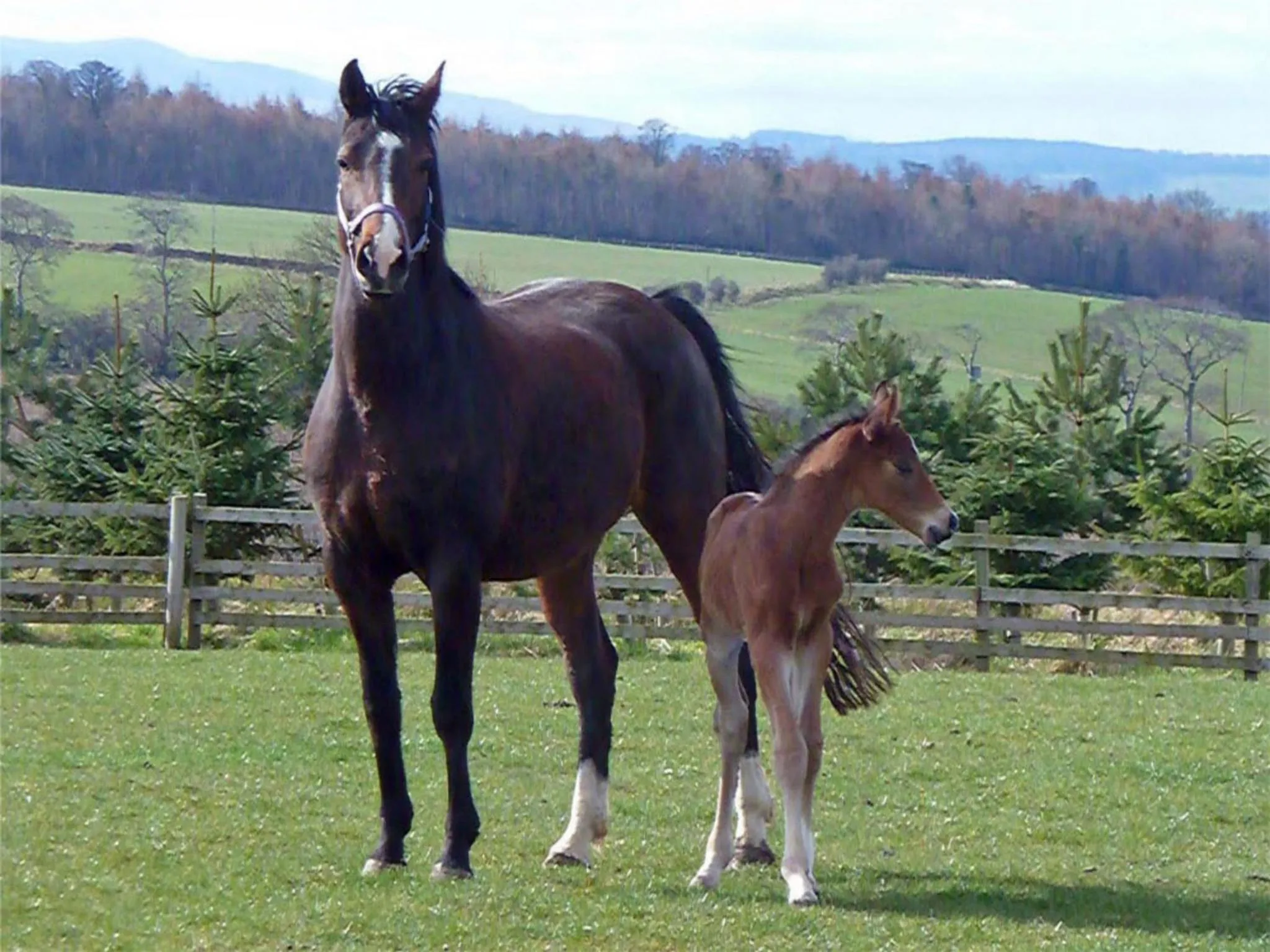 Animals in Faside Estate
