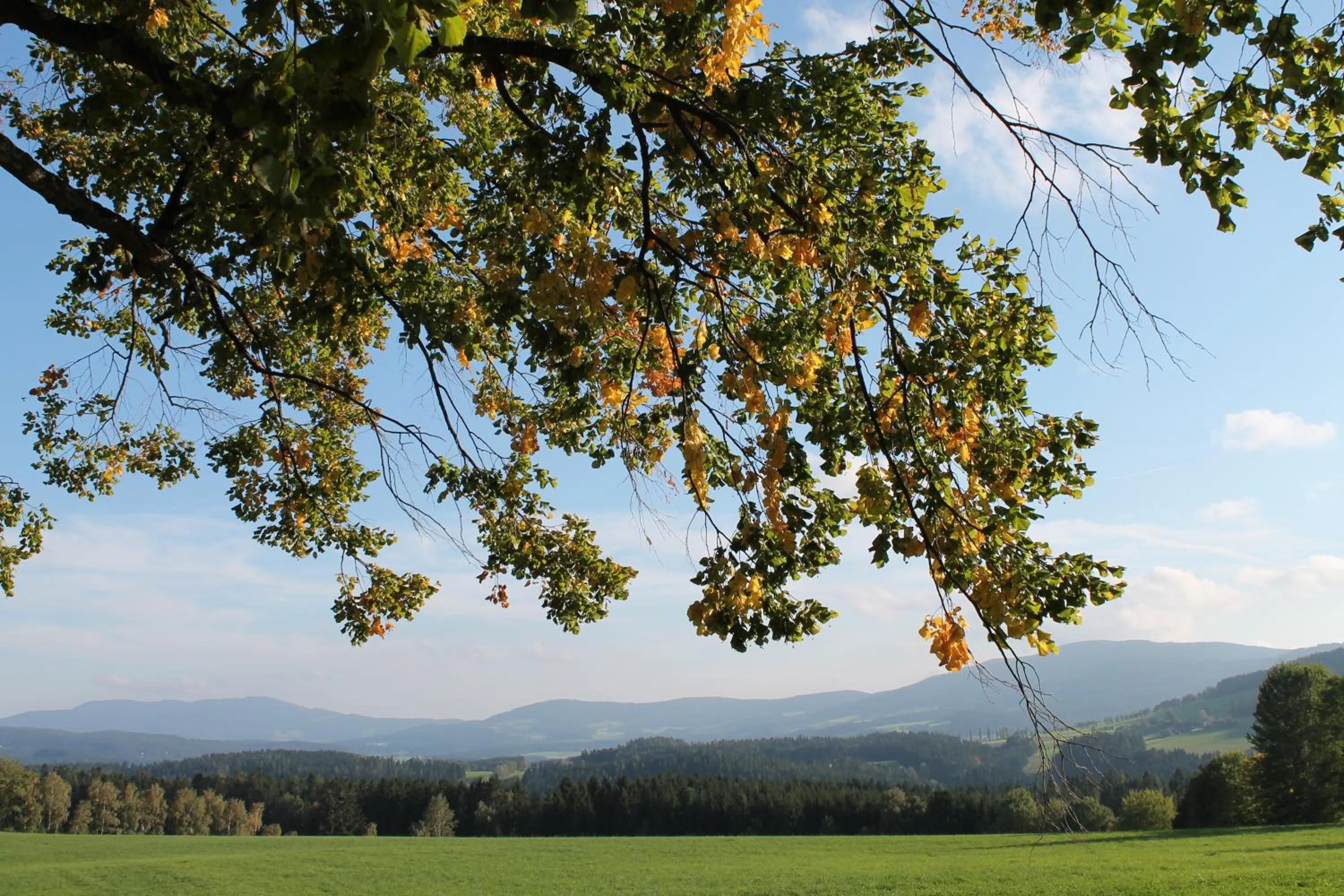 Summer in Der Almblick