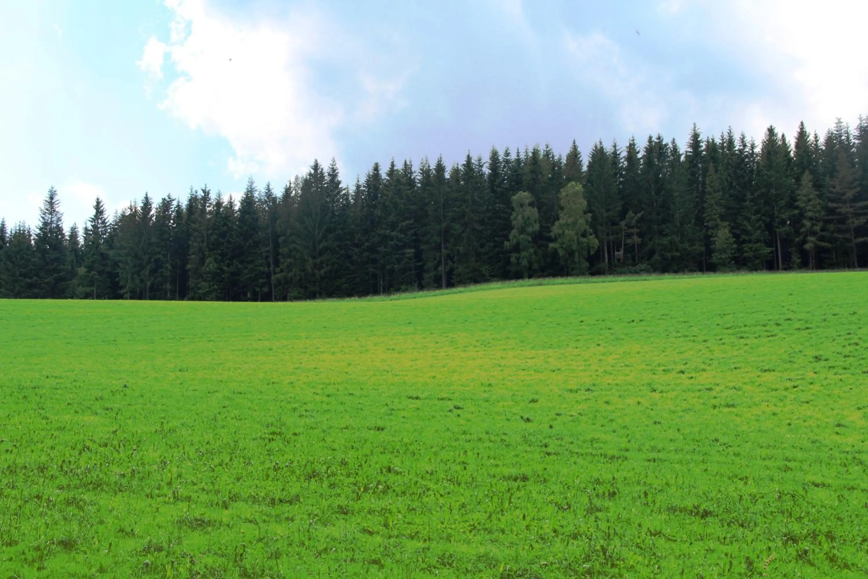 Spring in Der Almblick