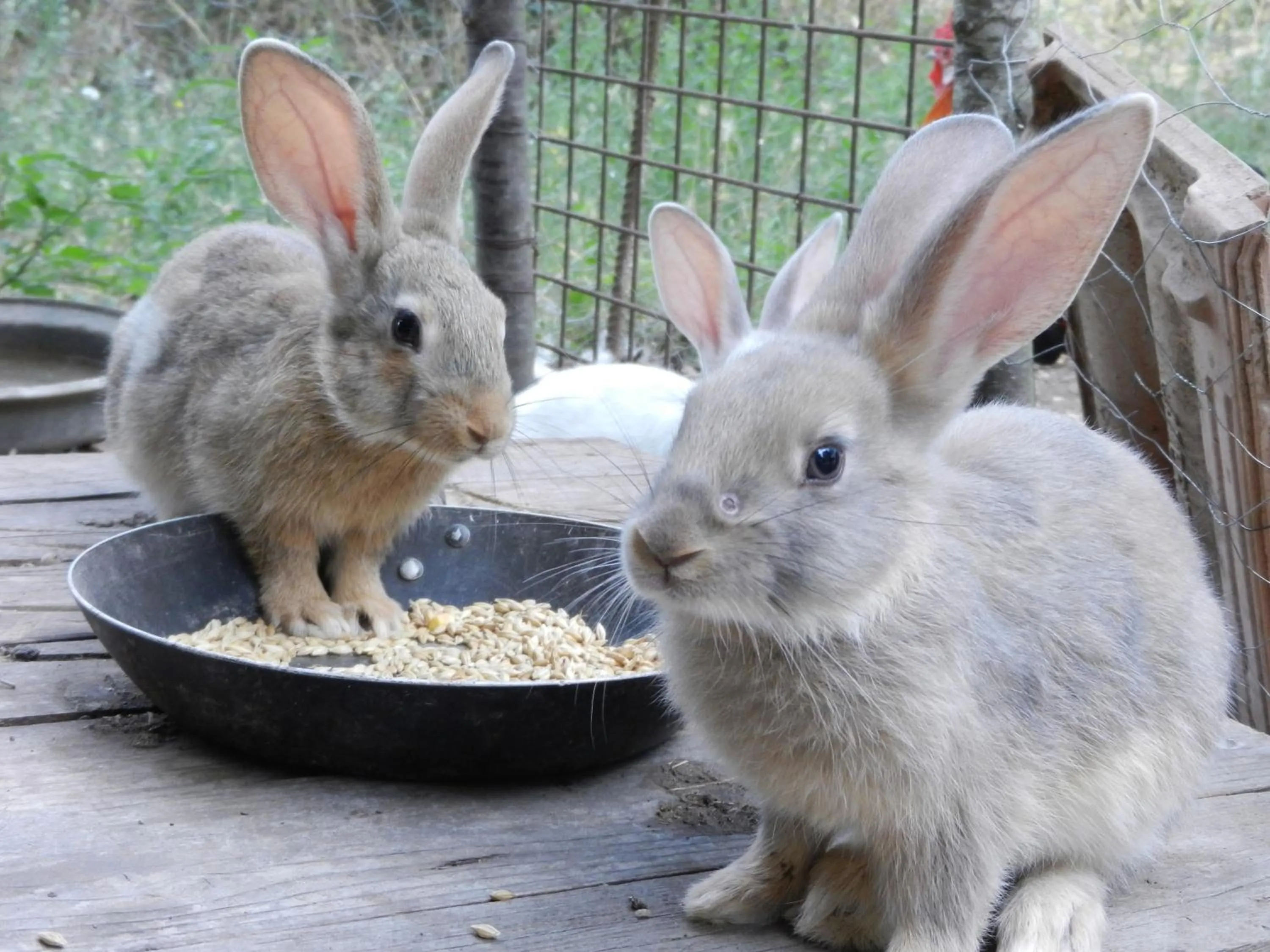 Animals in Boscodisotto