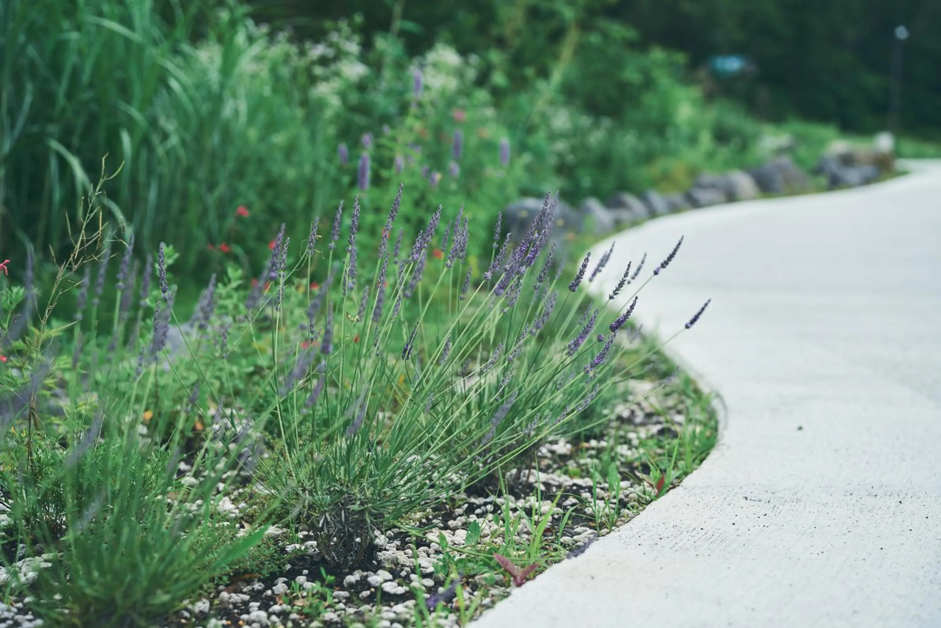Garden view in BLANC FUJI