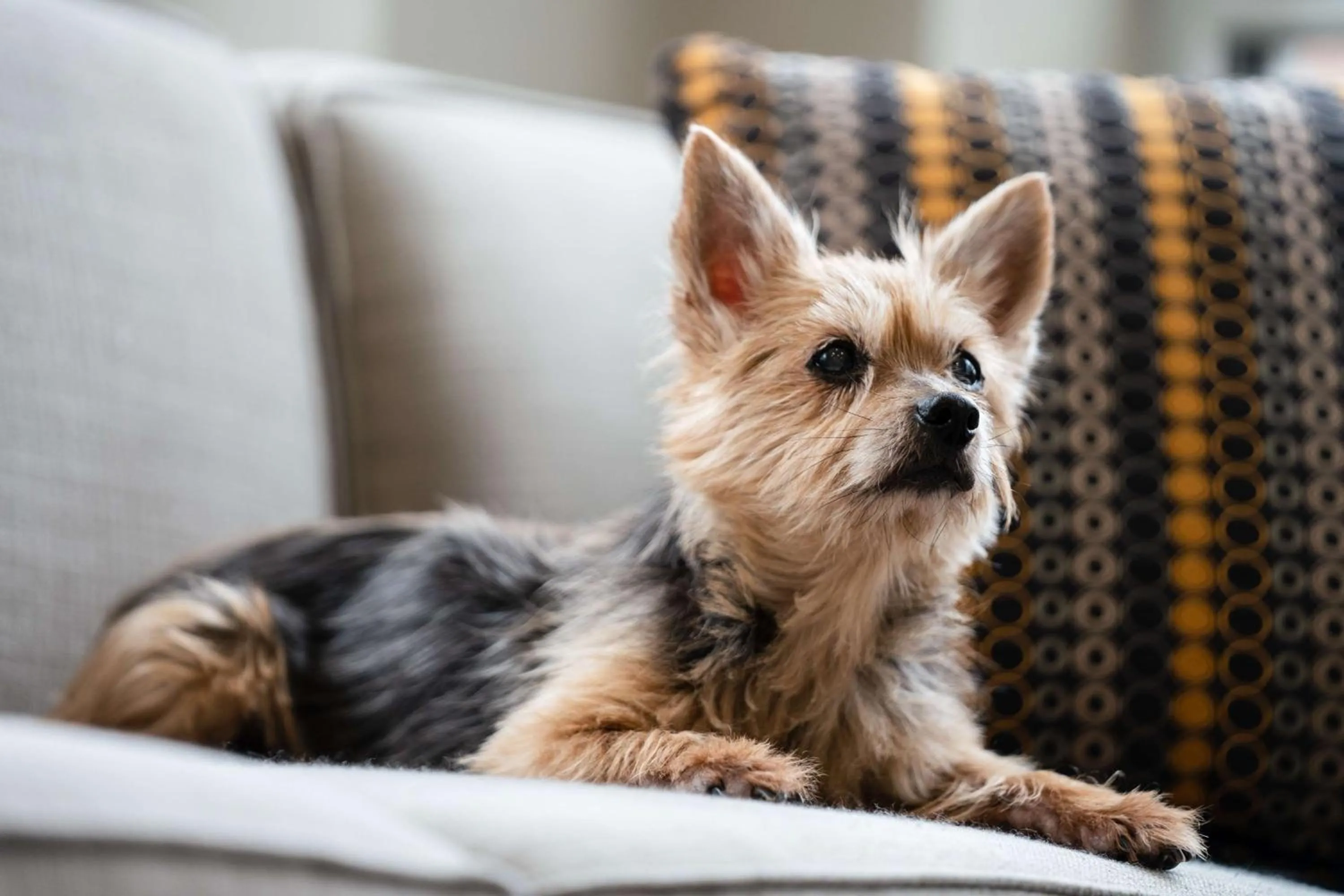 Bedroom in Hyatt House Raleigh North Hills
