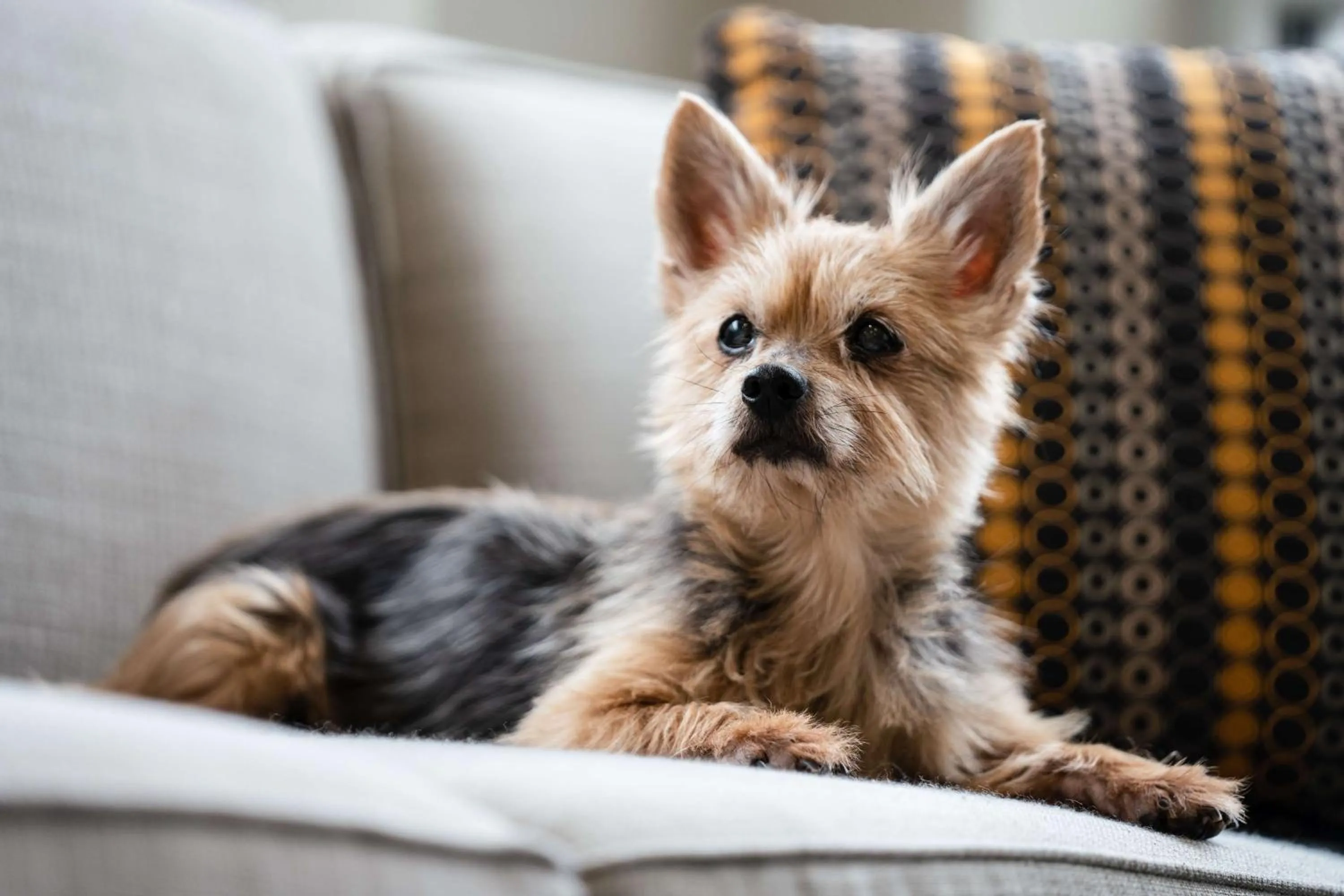 pet friendly in Hyatt House Raleigh North Hills