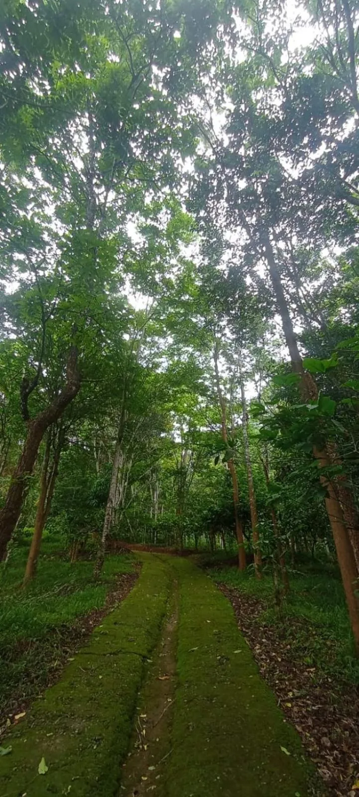 Day in Tree House Wayanad