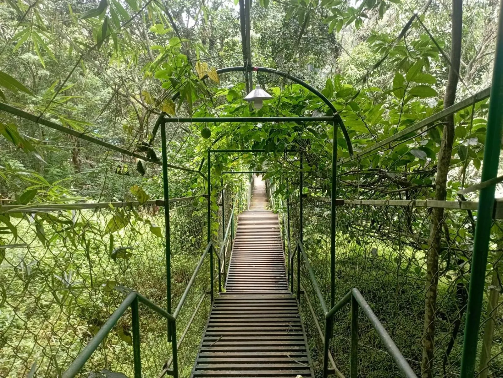Day in Tree House Wayanad