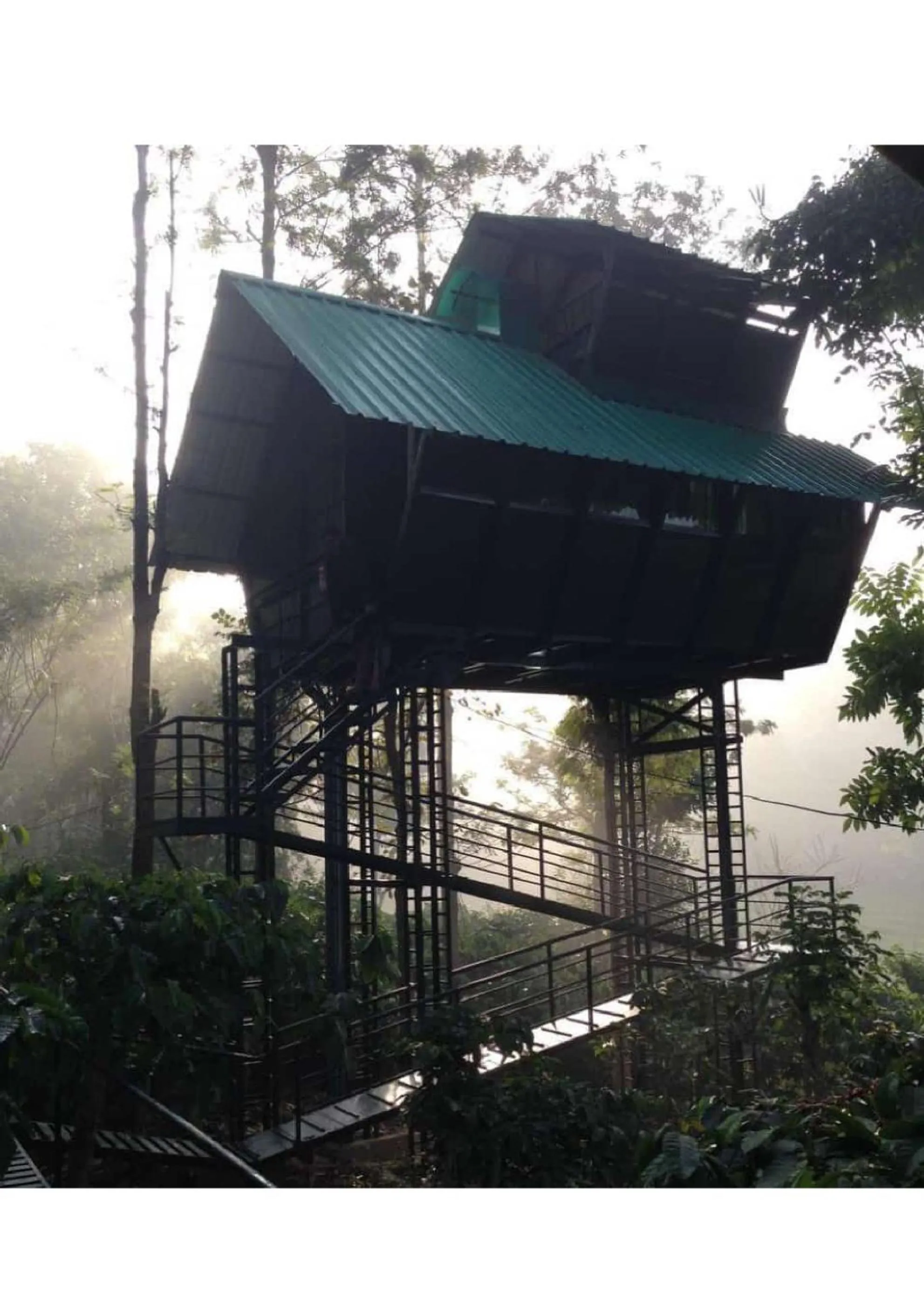 Day in Tree House Wayanad