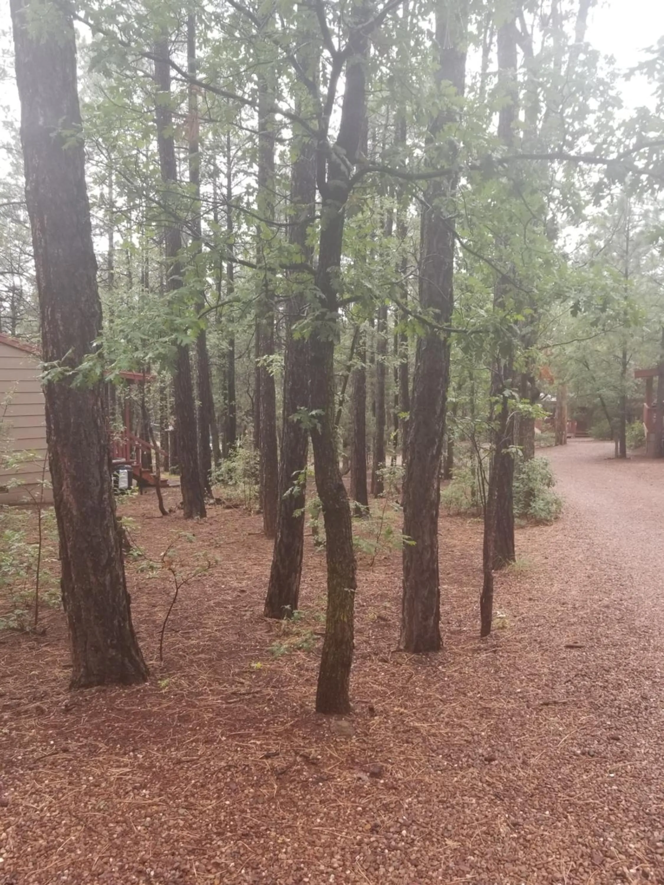 Spring in Northwoods Resort Cabins