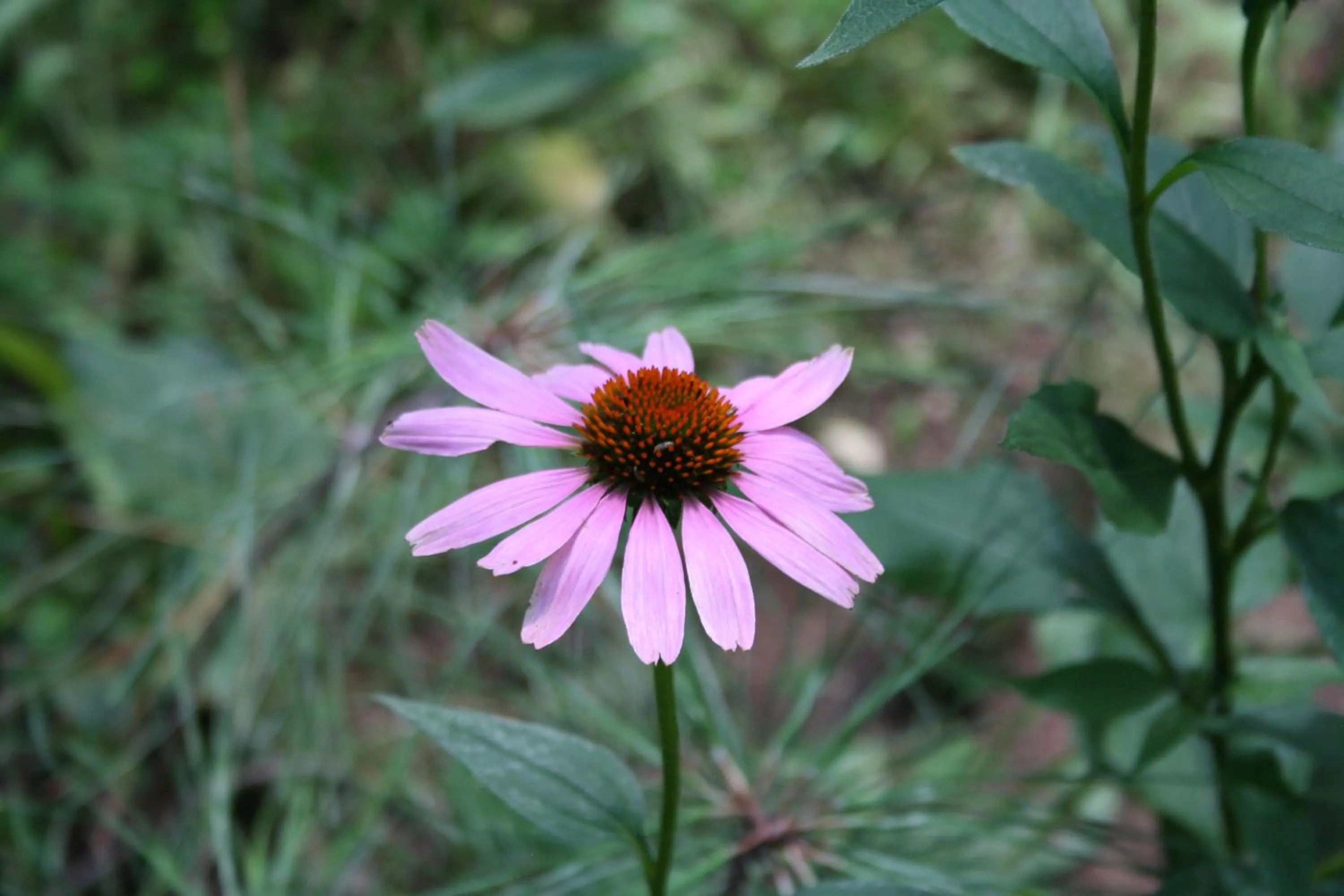 Garden view in Northwoods Resort Cabins
