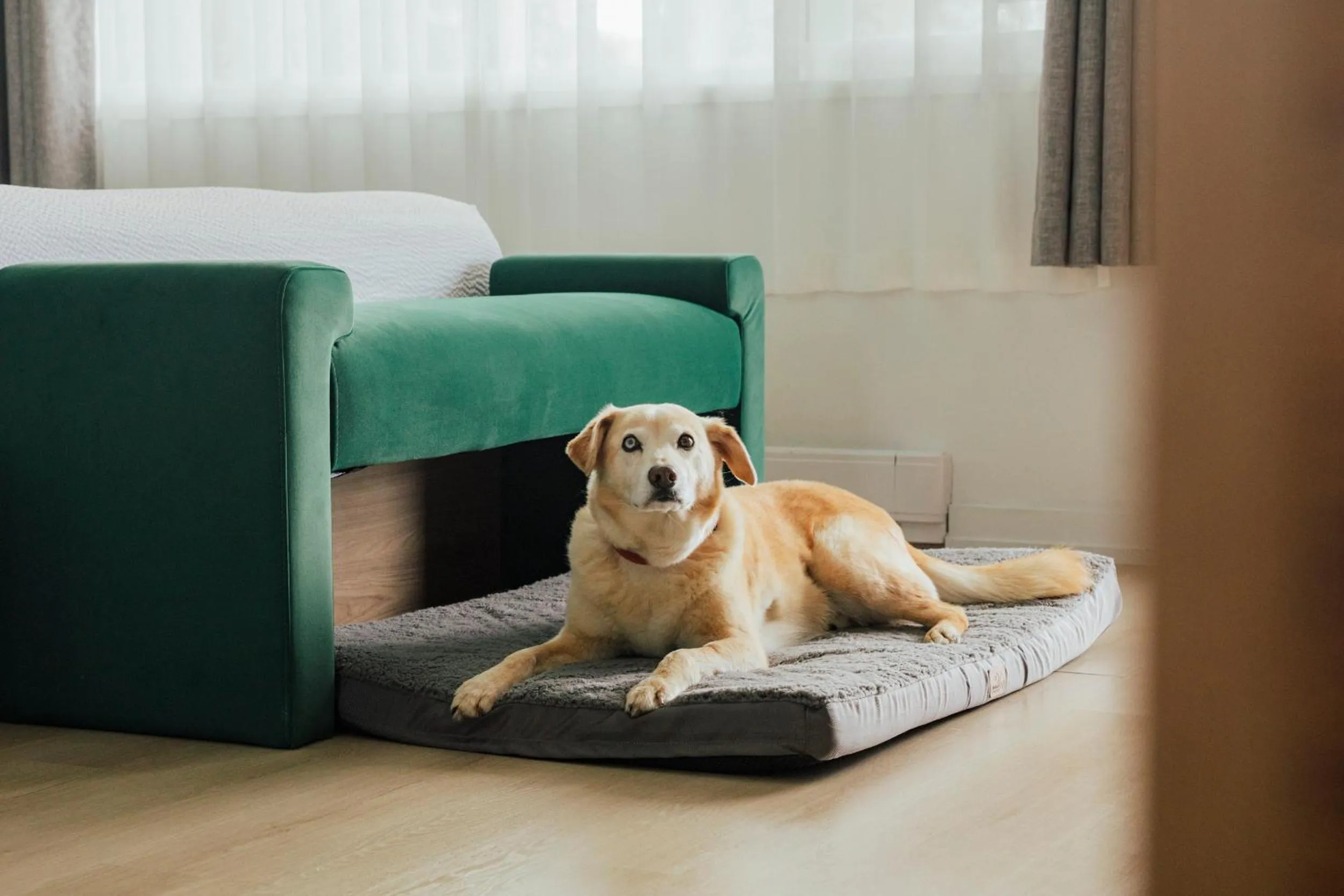 Pets in Ucluelet Wildwood Inn