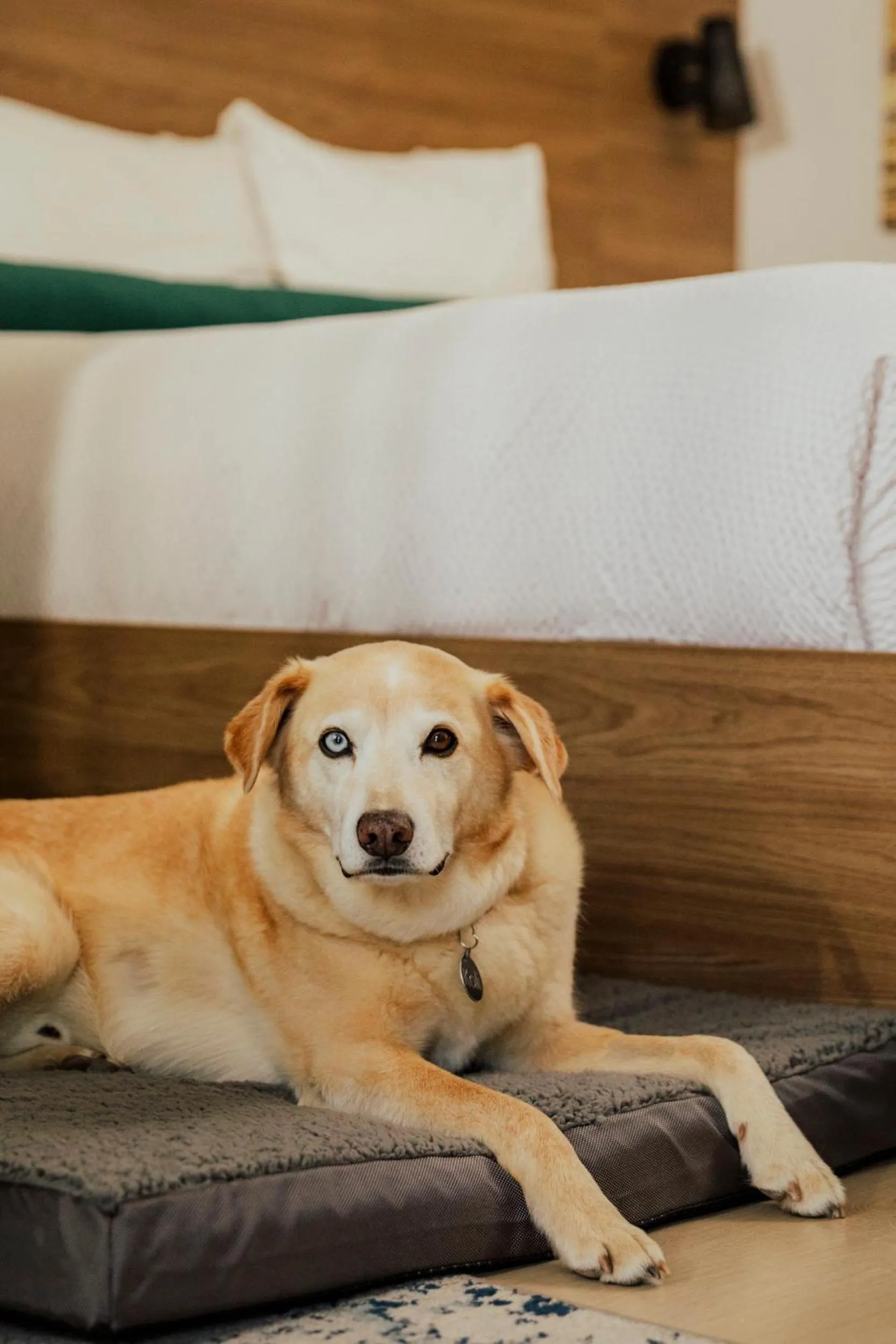 Pets in Ucluelet Wildwood Inn