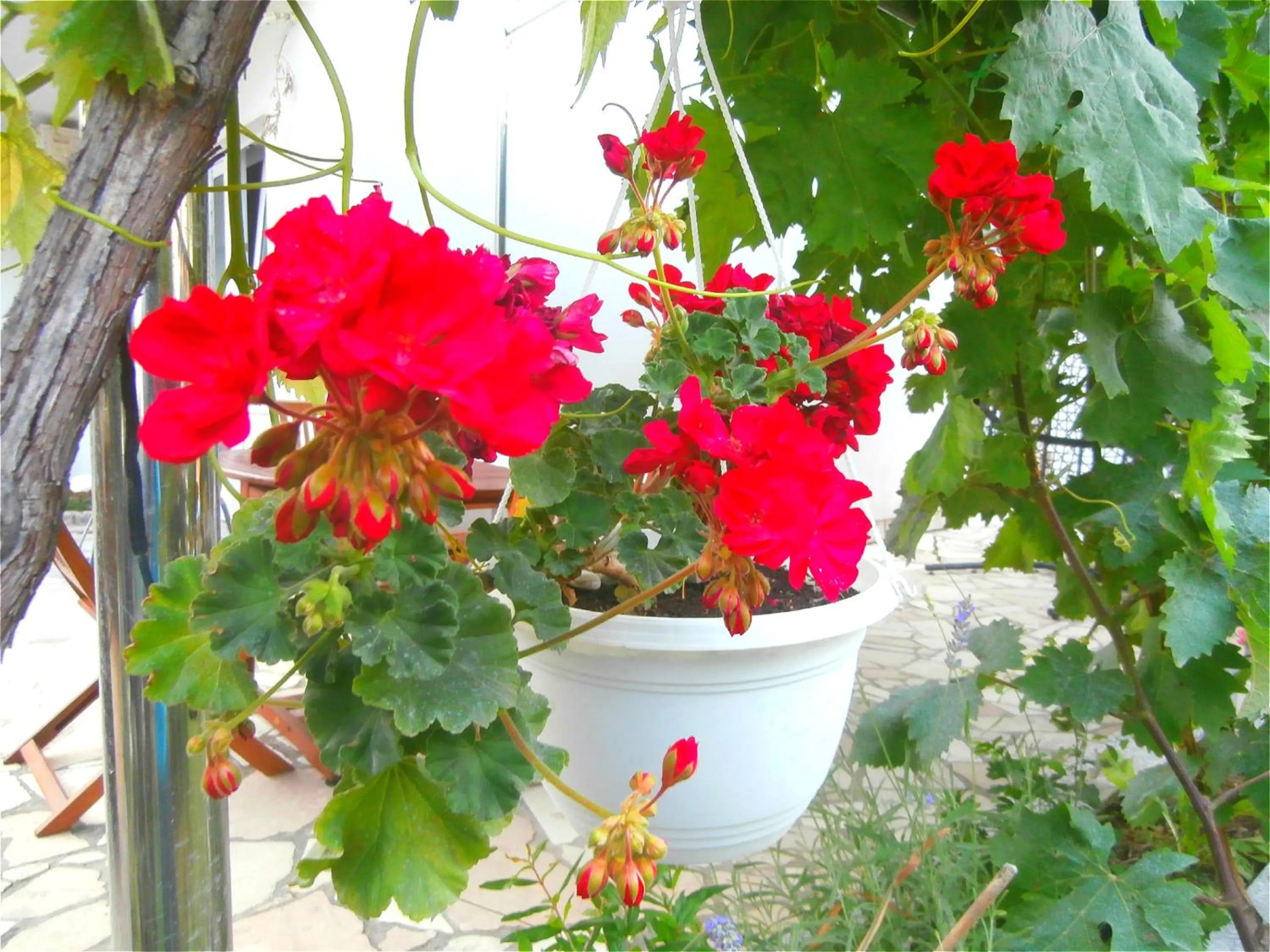 Garden in Apartments Cordis