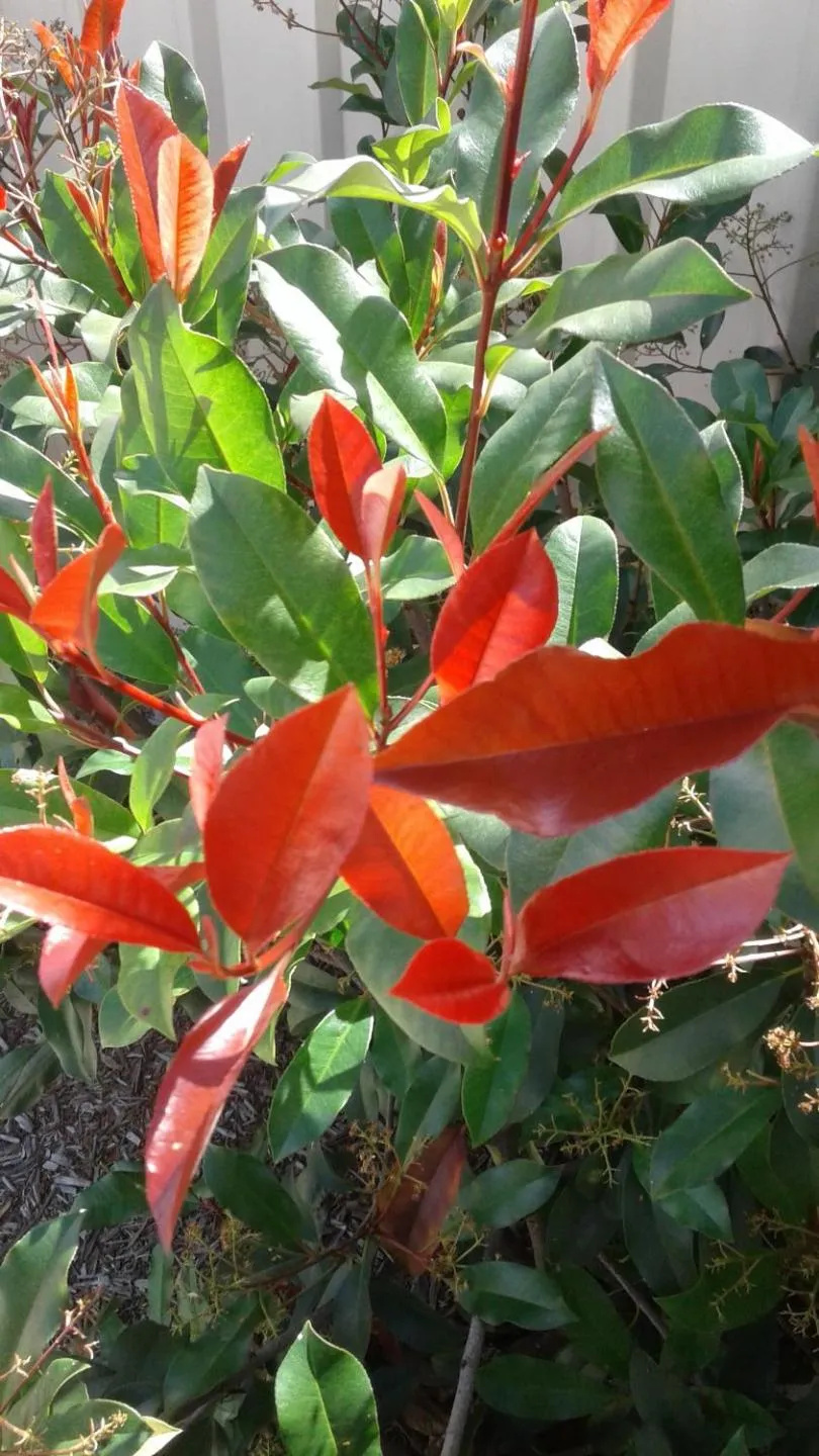 Garden in Royal Motel Miles