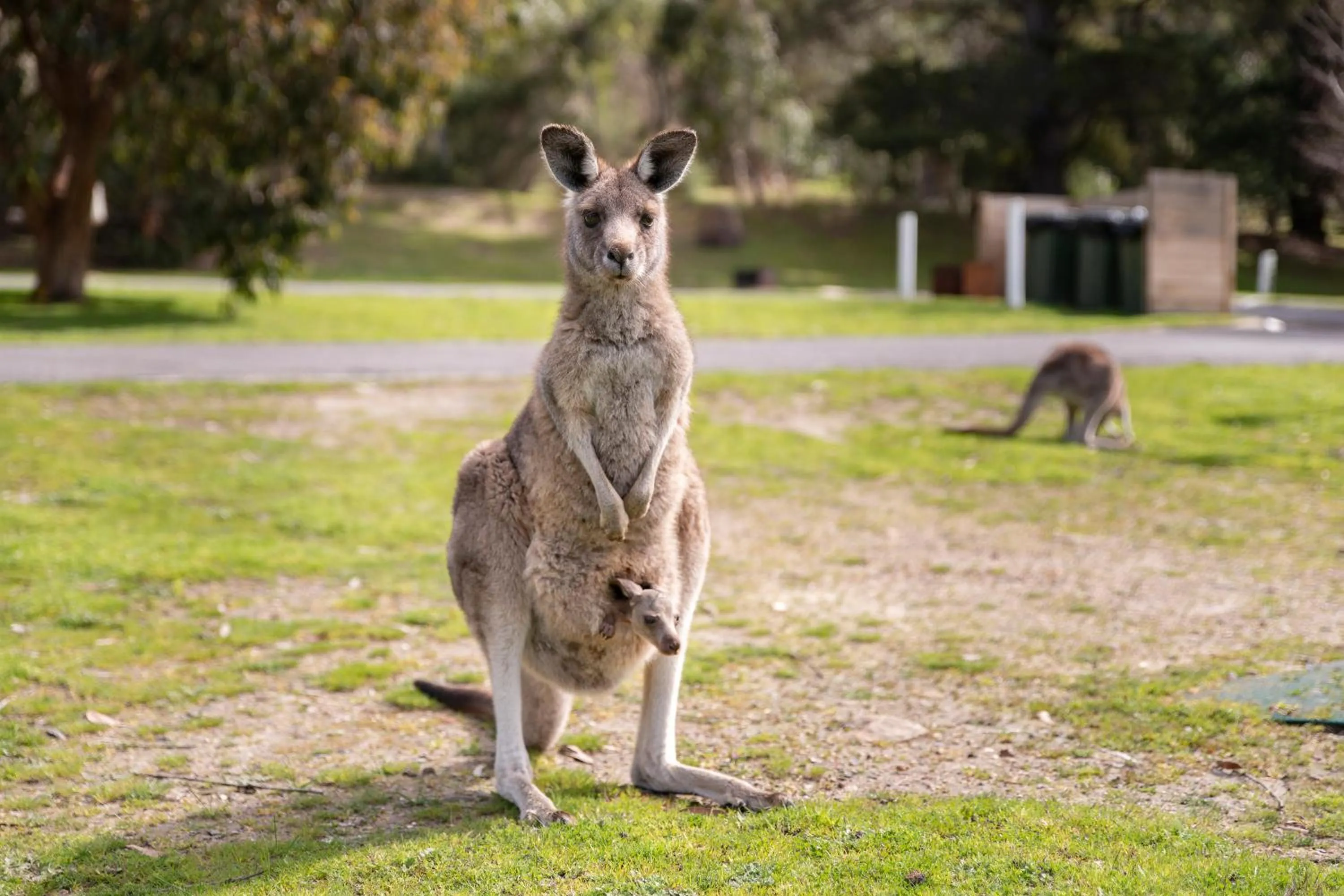 Animals in Breeze Holiday Parks - Halls Gap