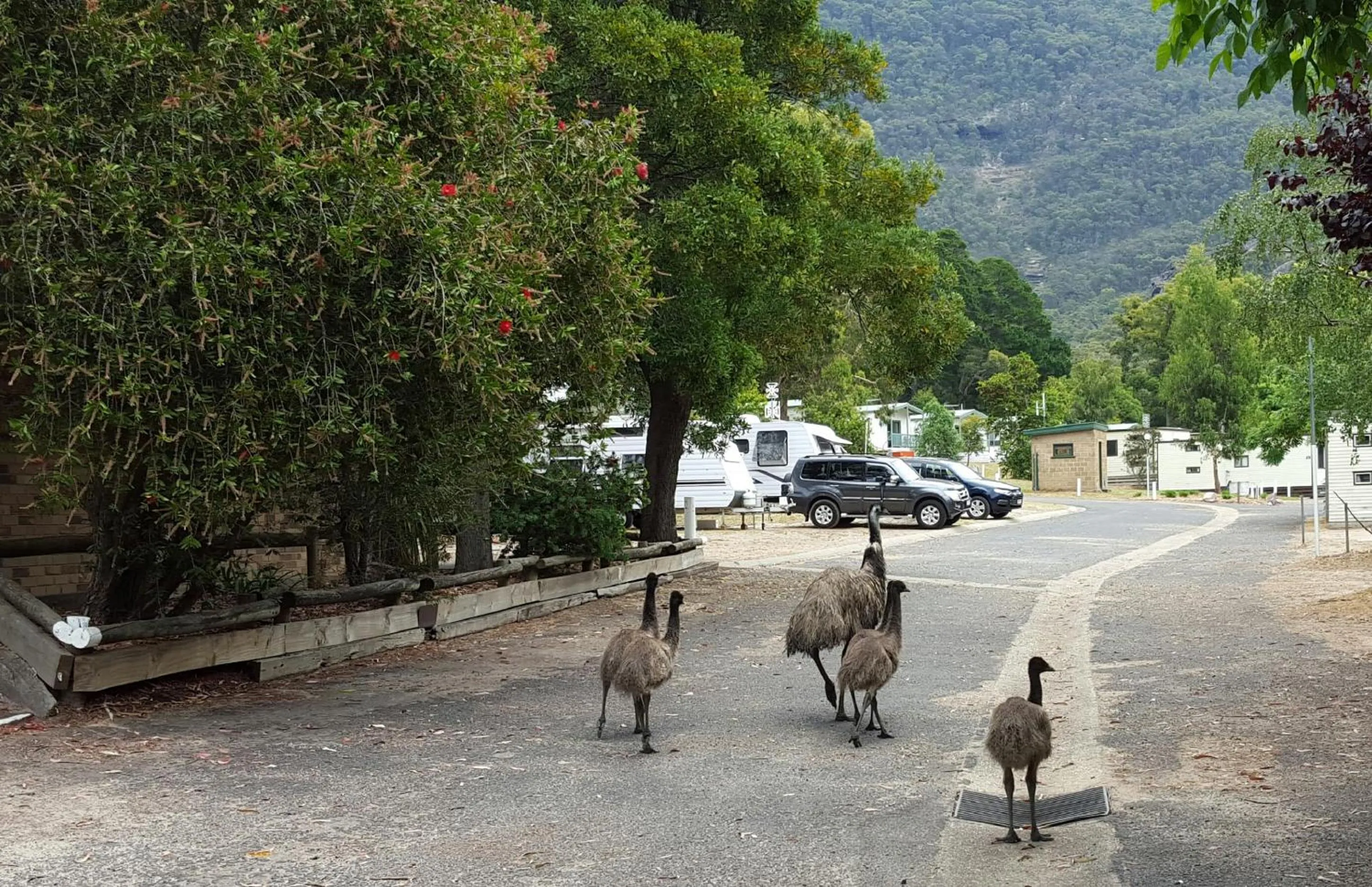Animals in Breeze Holiday Parks - Halls Gap