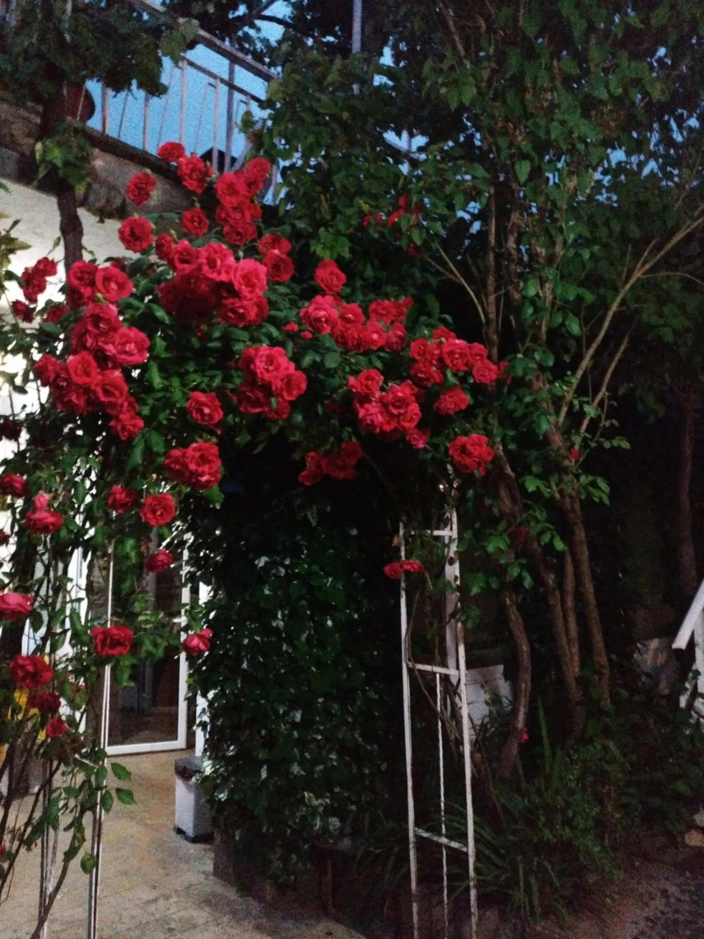 Garden in Pension-Albergue Don Alvaro