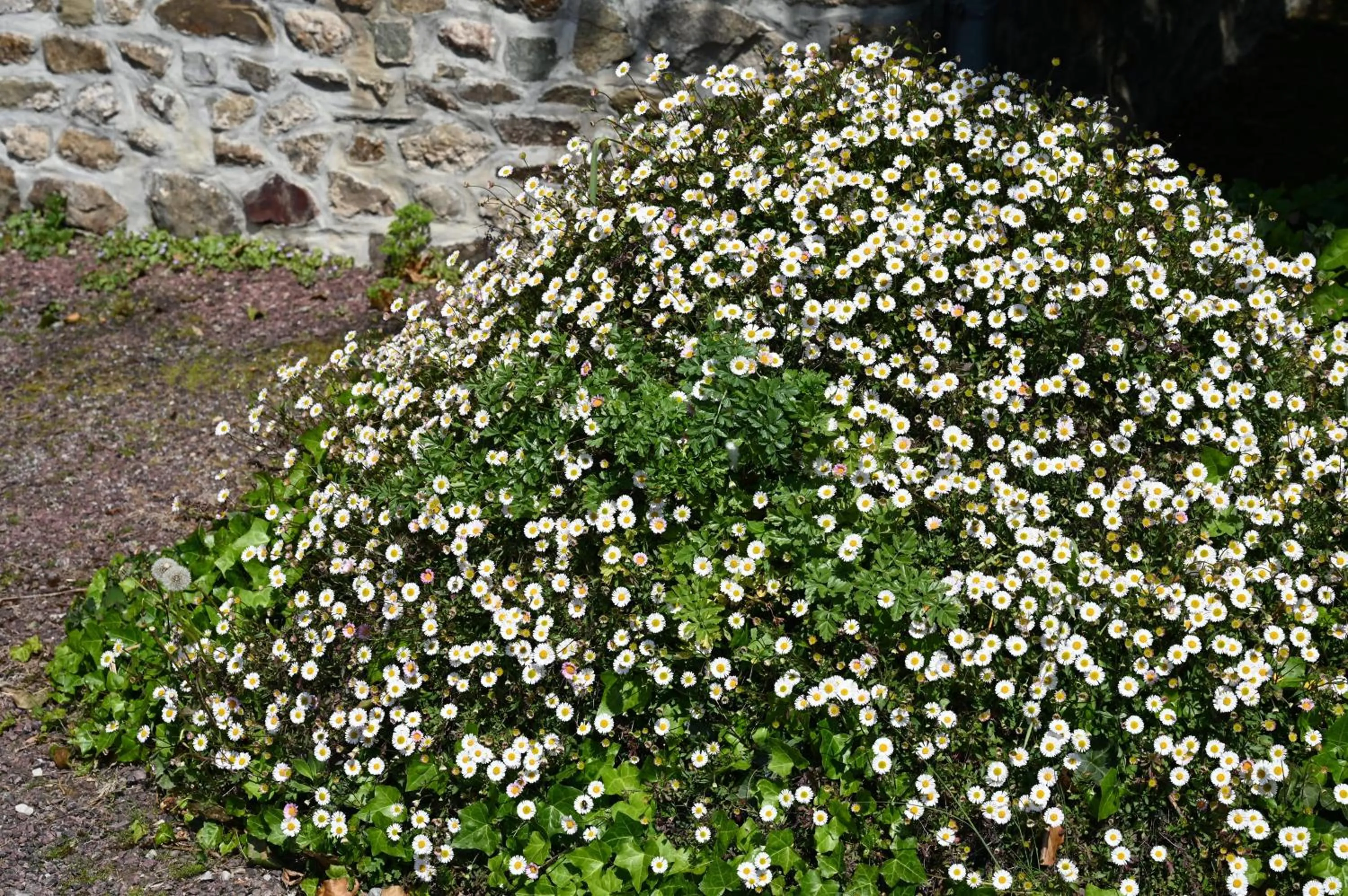 Garden in Logis Hôtel La Demeure du Perron
