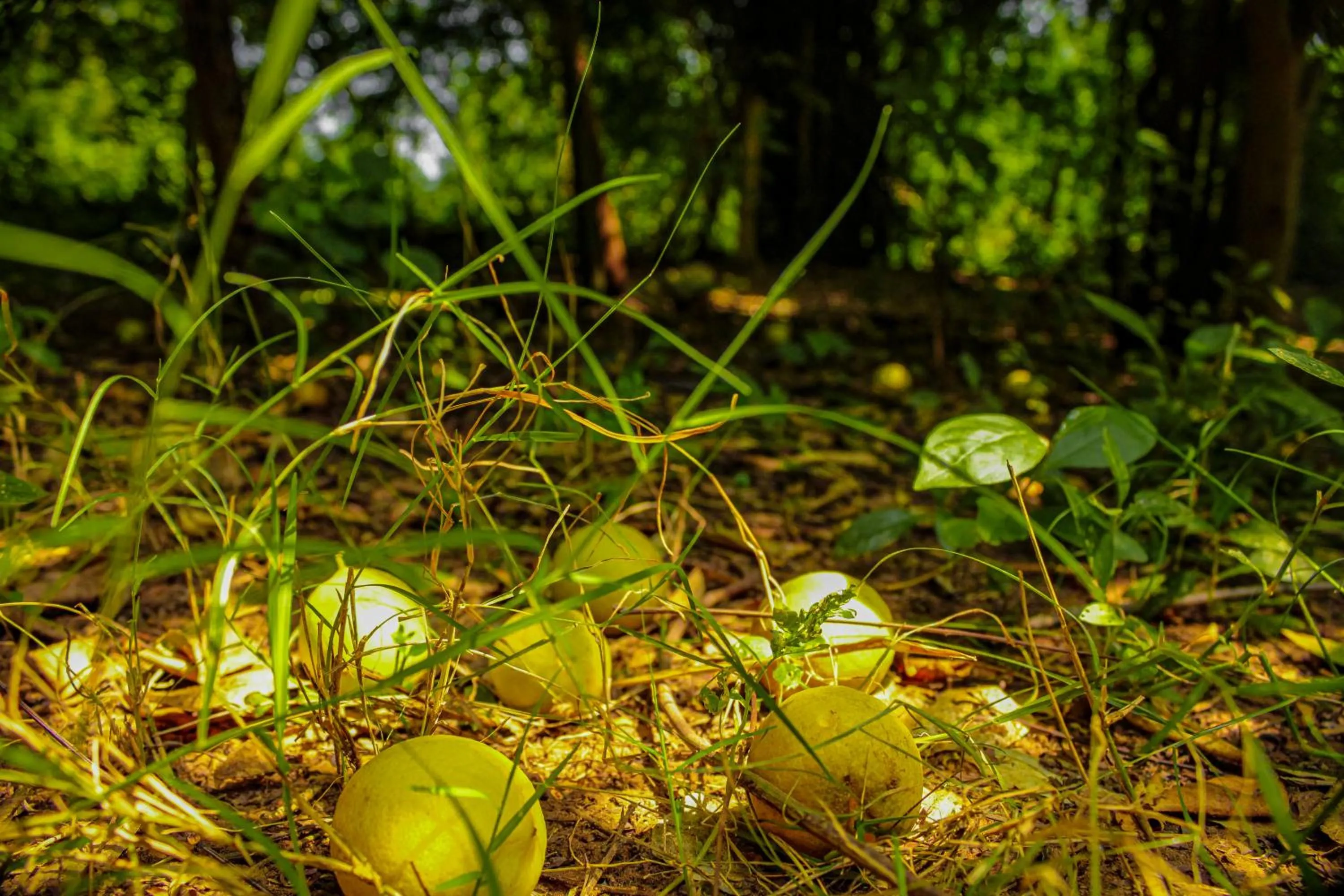 Natural landscape in Panna Tiger Resort- Riverside Property