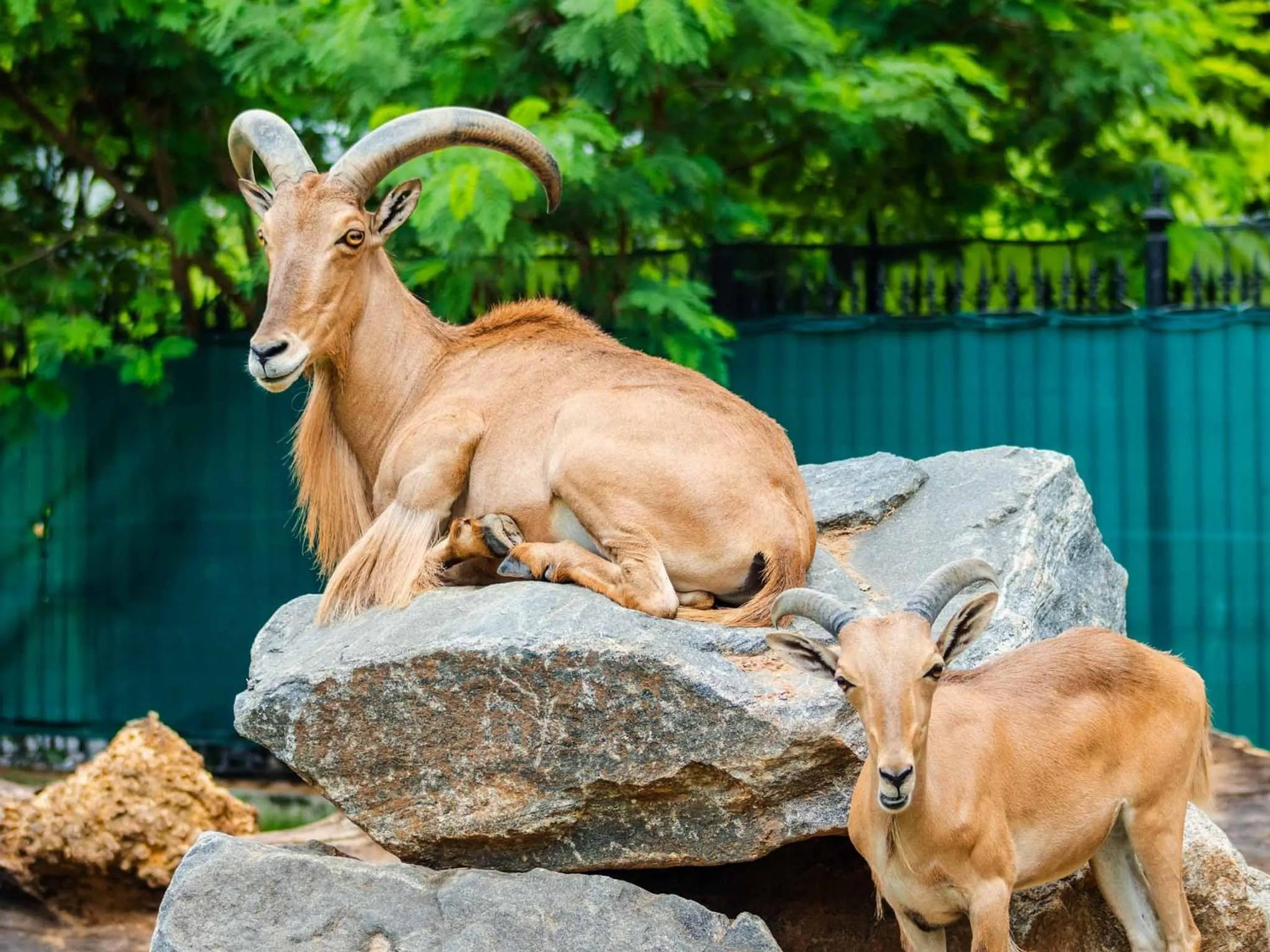 Entertainment in Must Leblon - pacote: 4 Hóspedes, Praia + 1 Ticket