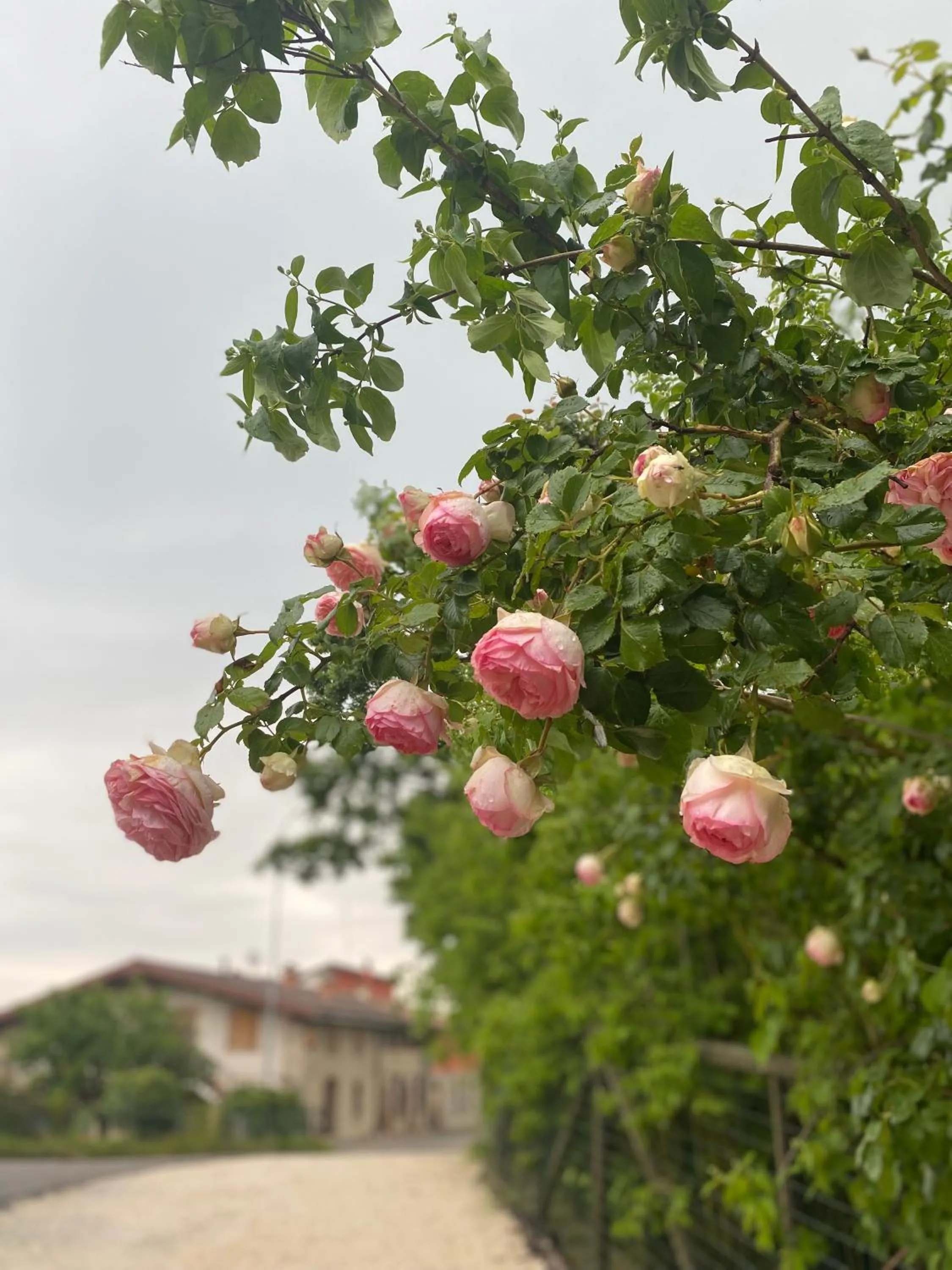 Garden in Torre del Barbagianni - Castello di Gropparello